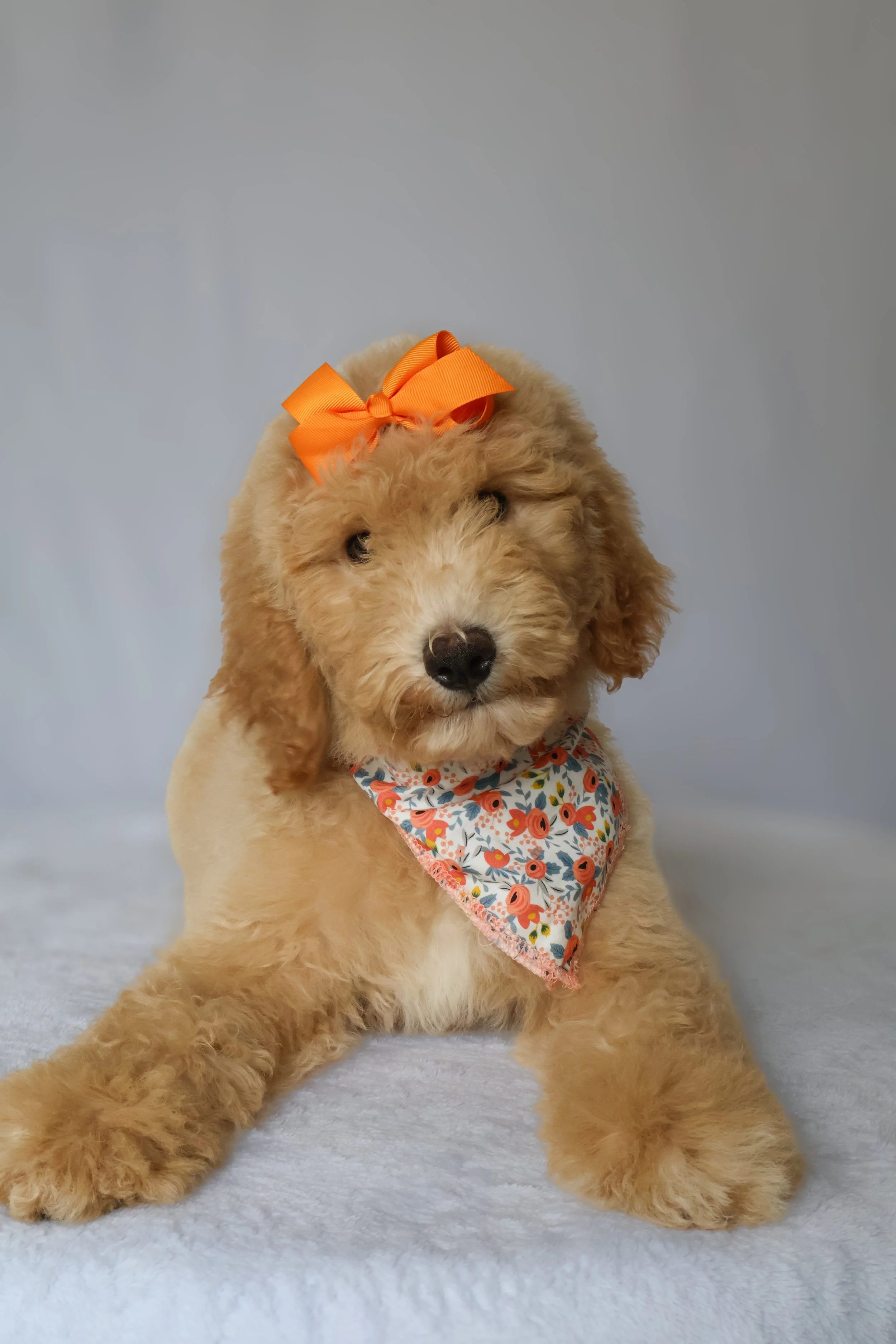 Lily - Female F1B Standard Goldendoodle