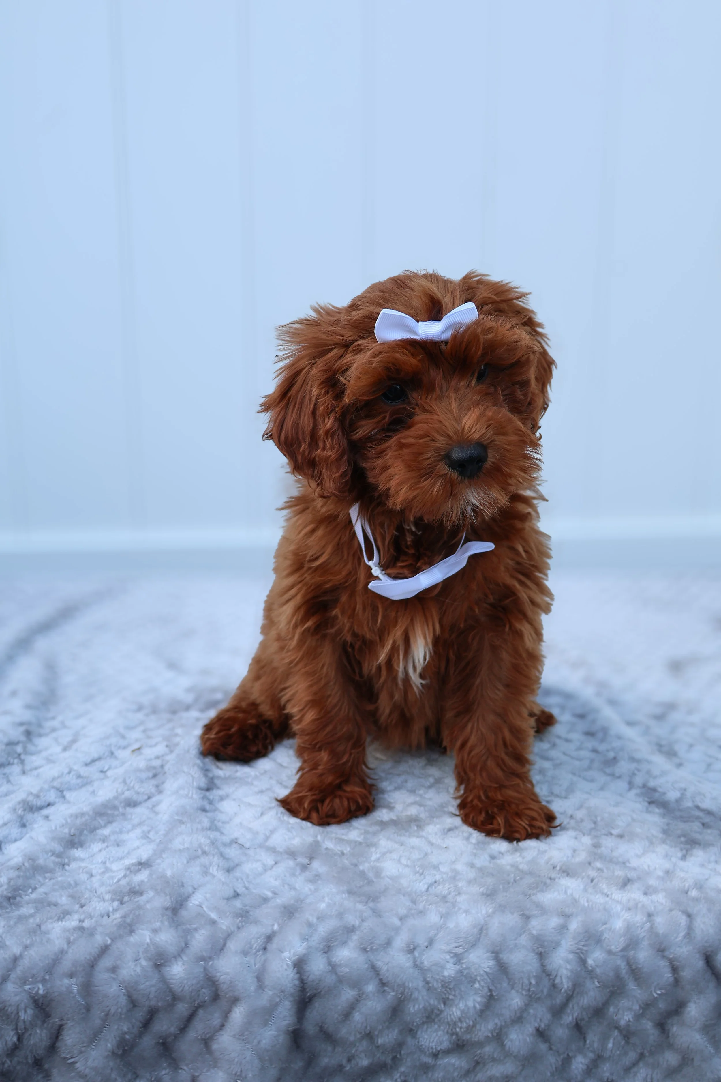🌸 Summer – Female F1B Mini Goldendoodle