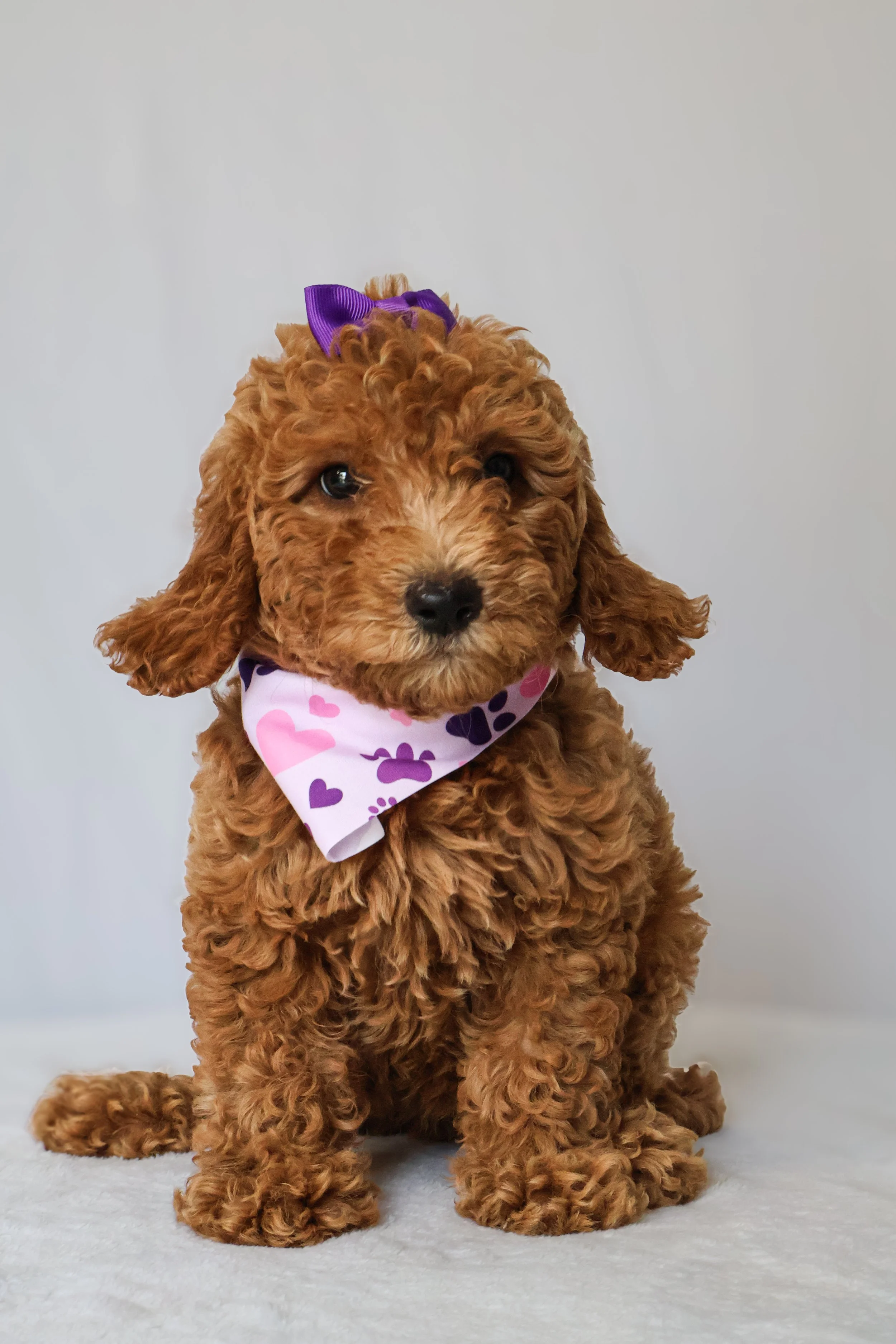 Zoe - Female F1B Goldendoodle (Medium)