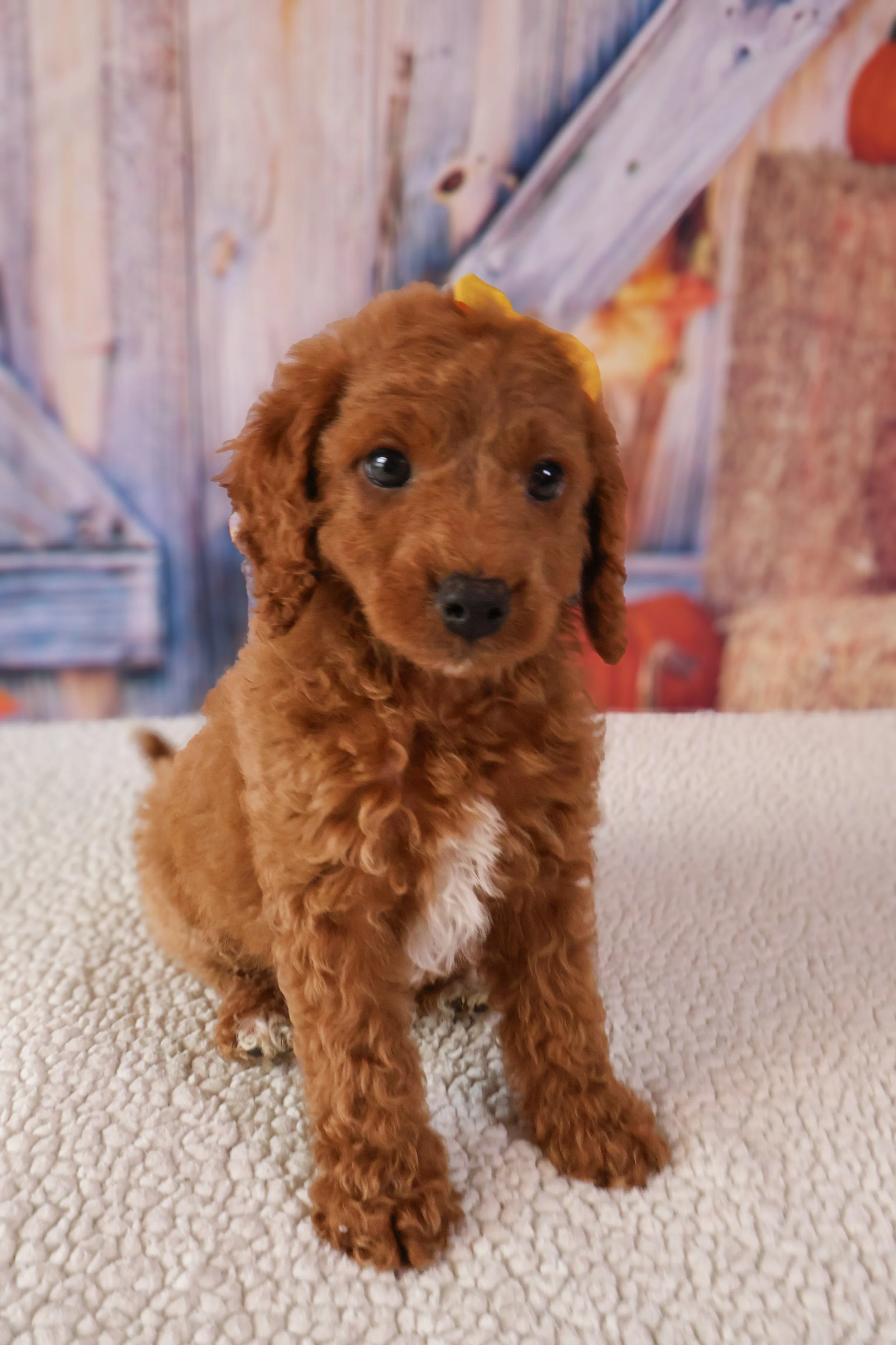 Ariel – F1B Mini Goldendoodle (Female)
