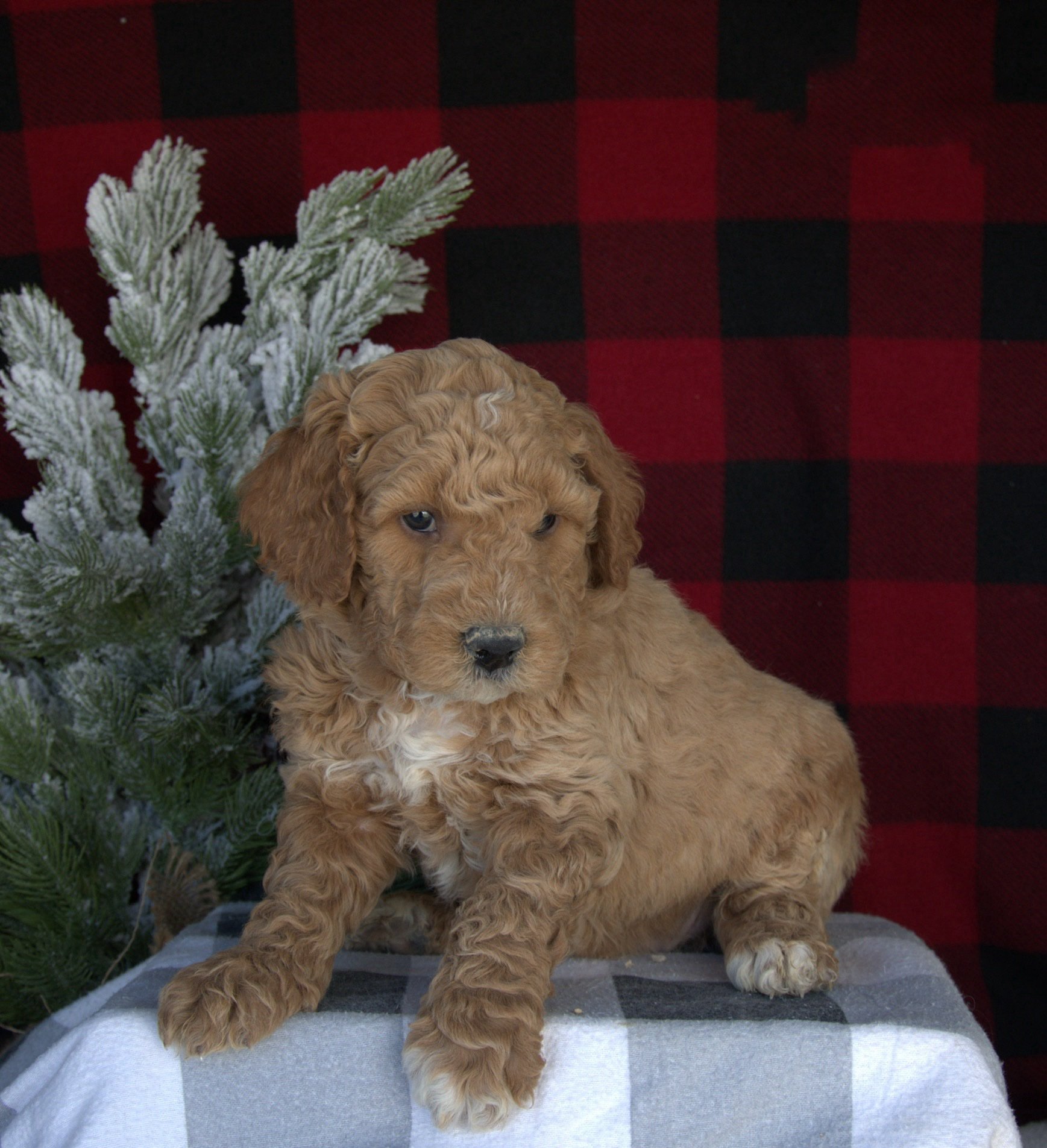 Therapy Standard Goldendoodle Miami Florida