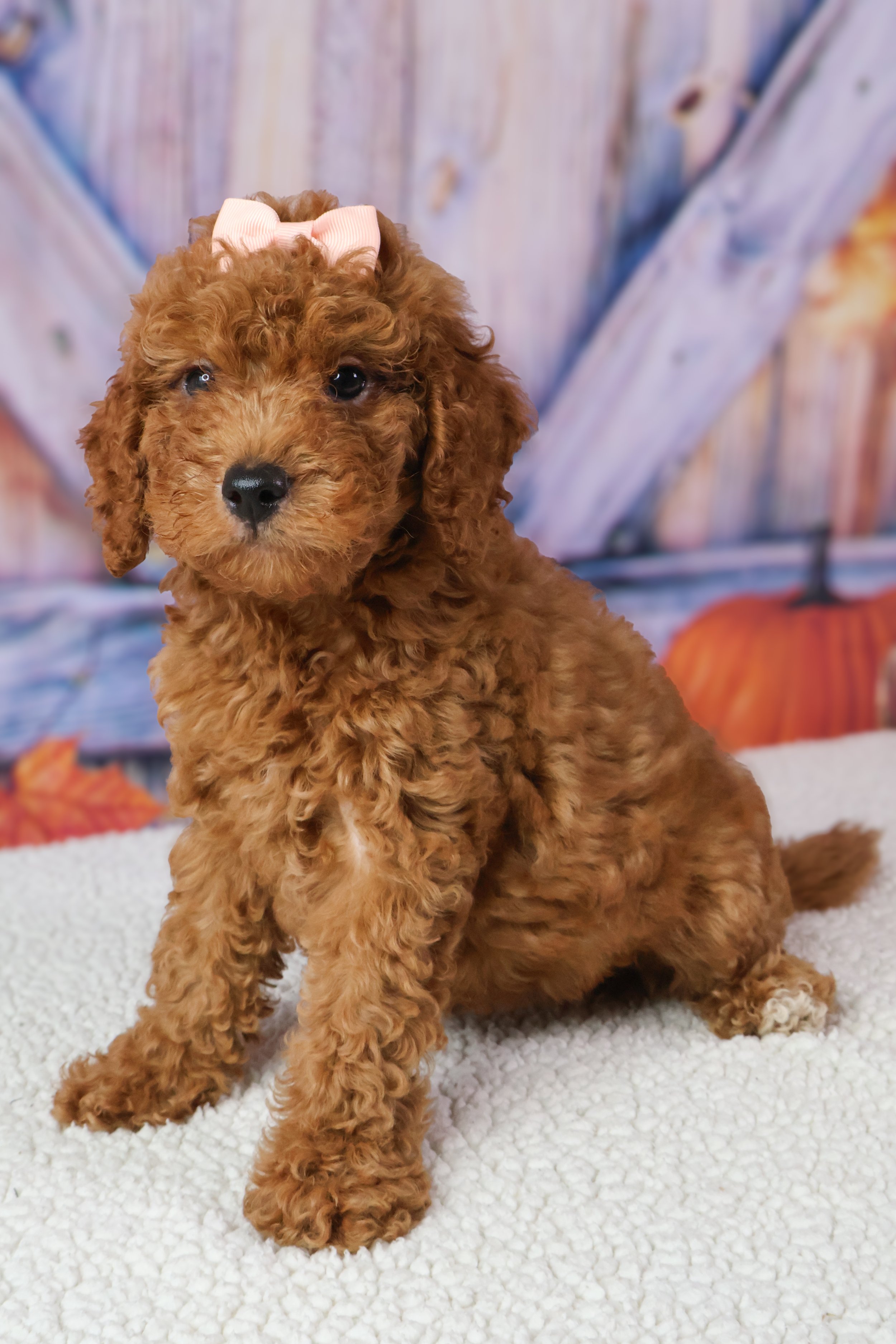 Jane – F1B Mini Goldendoodle (Female)