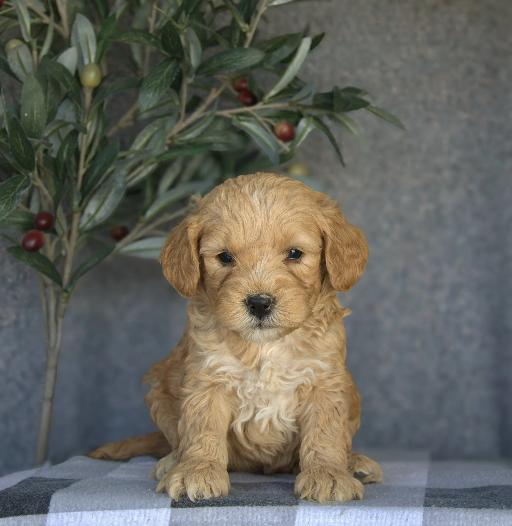 Gracie - Female F1B Standard Goldendoodle