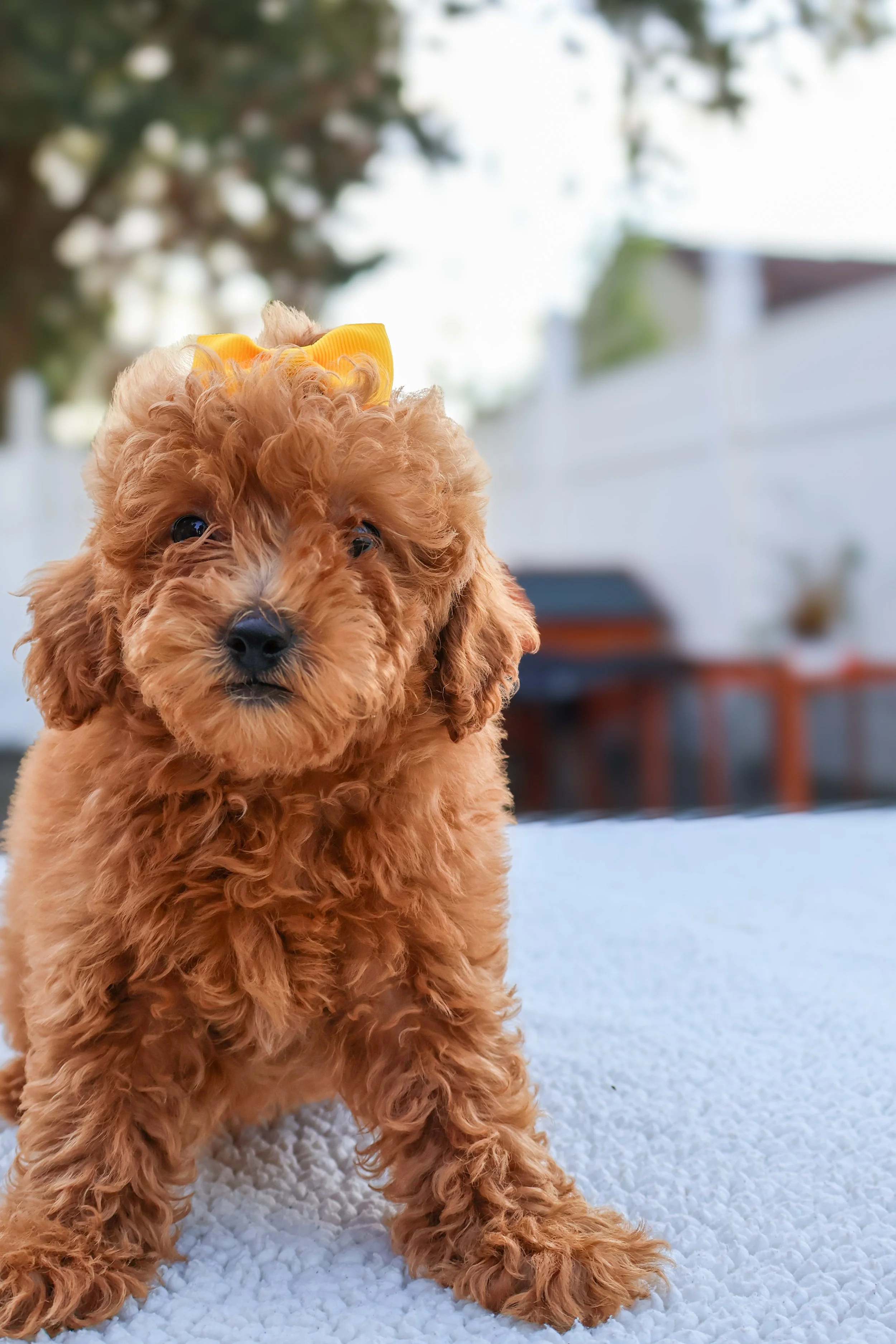 Daisy  – F1BB Mini Goldendoodle (Female)