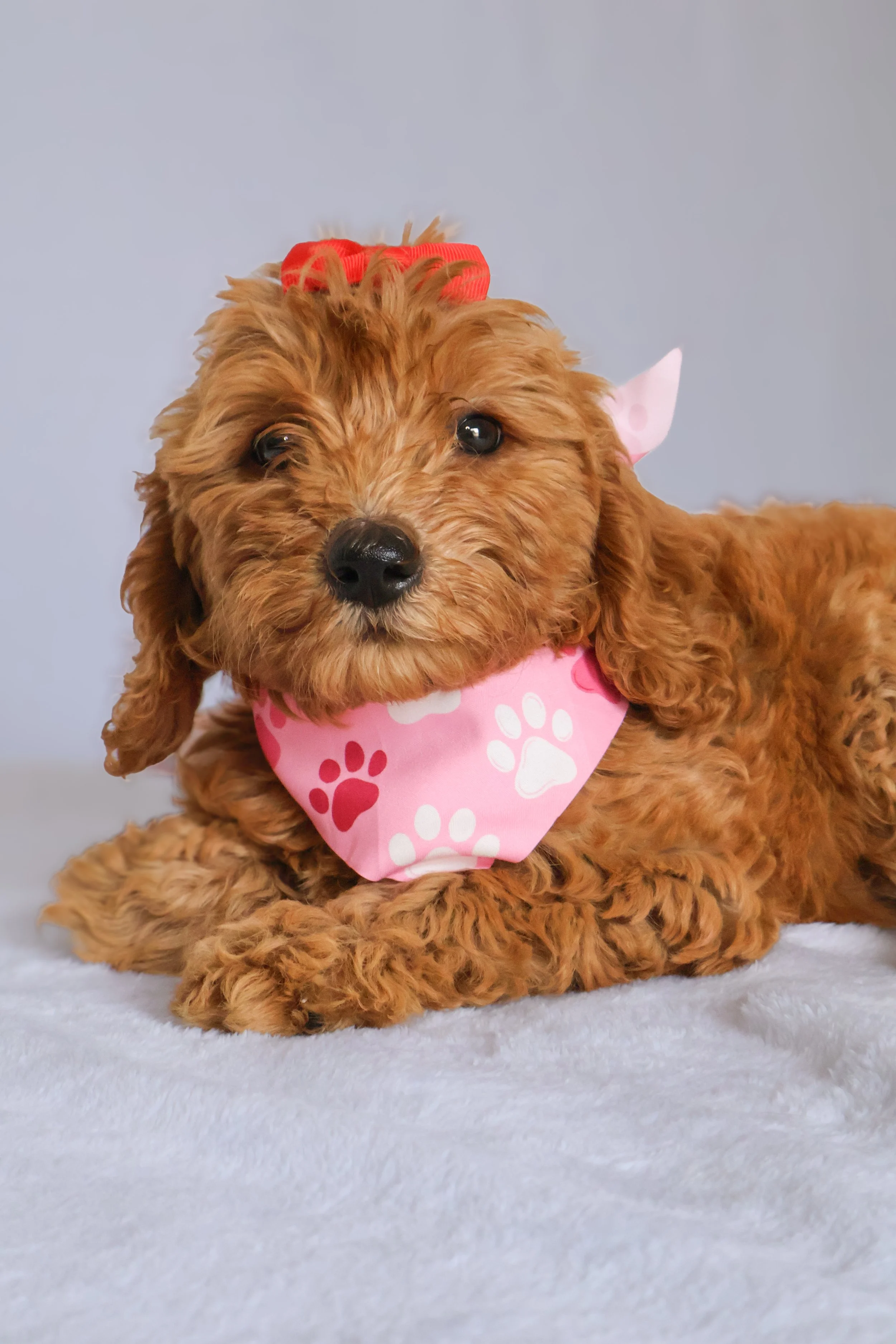 Ruby - Female F1B Goldendoodle (Medium)