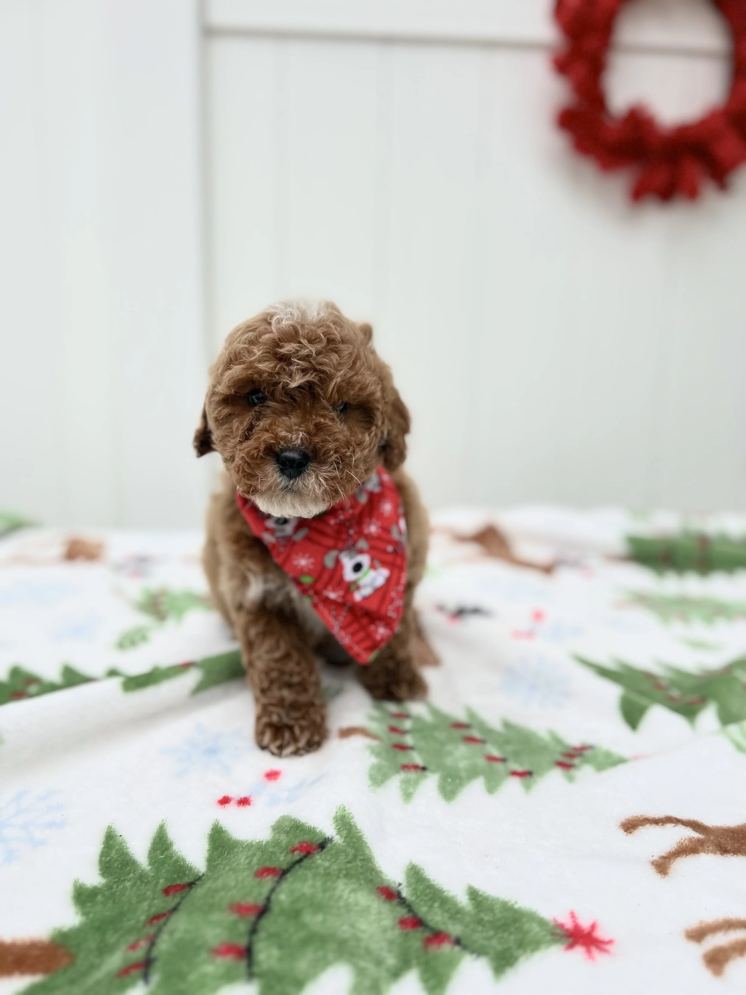 Arlo (Home With the prepo Family)