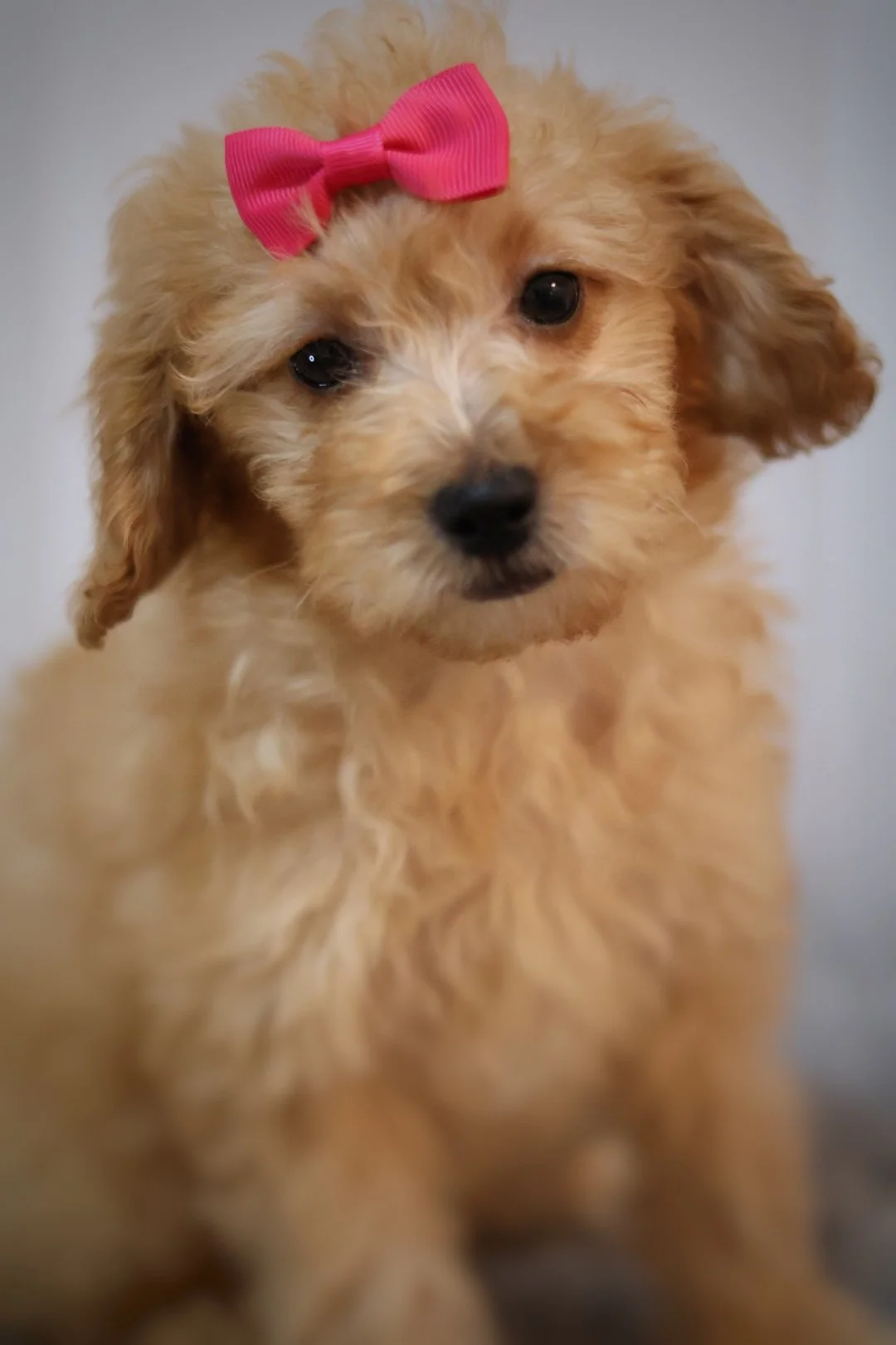 (F) Alana Mini F1BB Goldendoodle