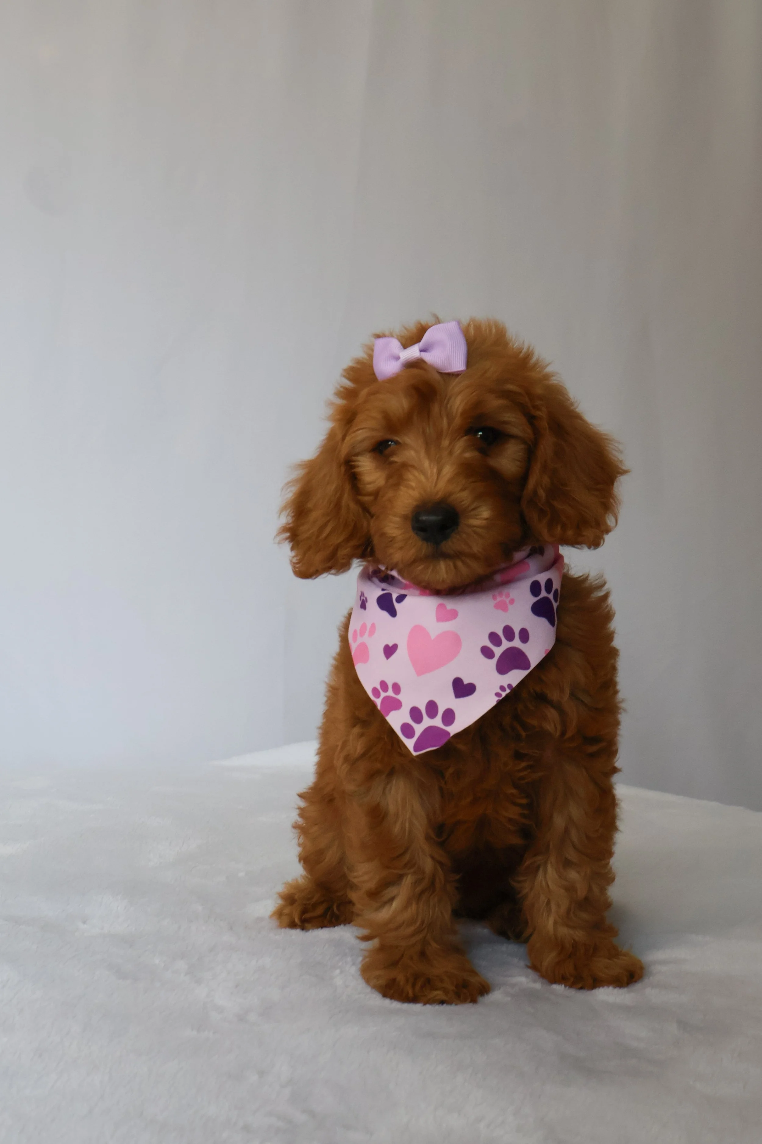 June - Female F1B Medium Goldendoodle