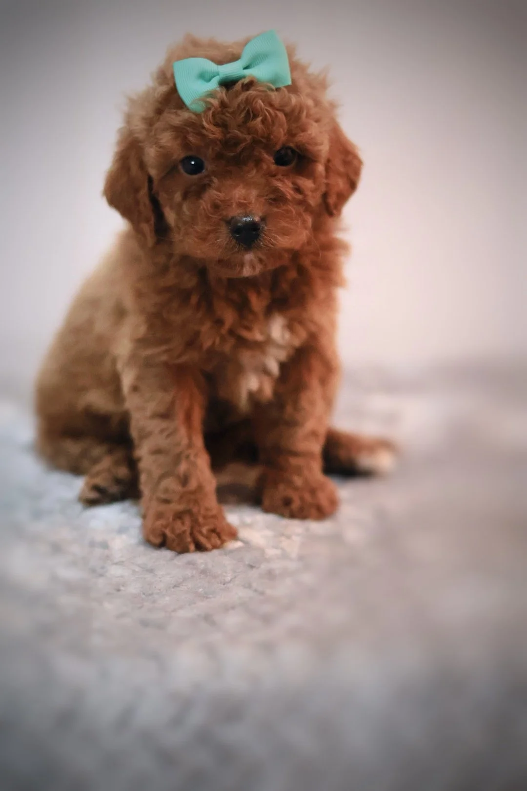 (F) Scarlett F1B Mini Cavapoo