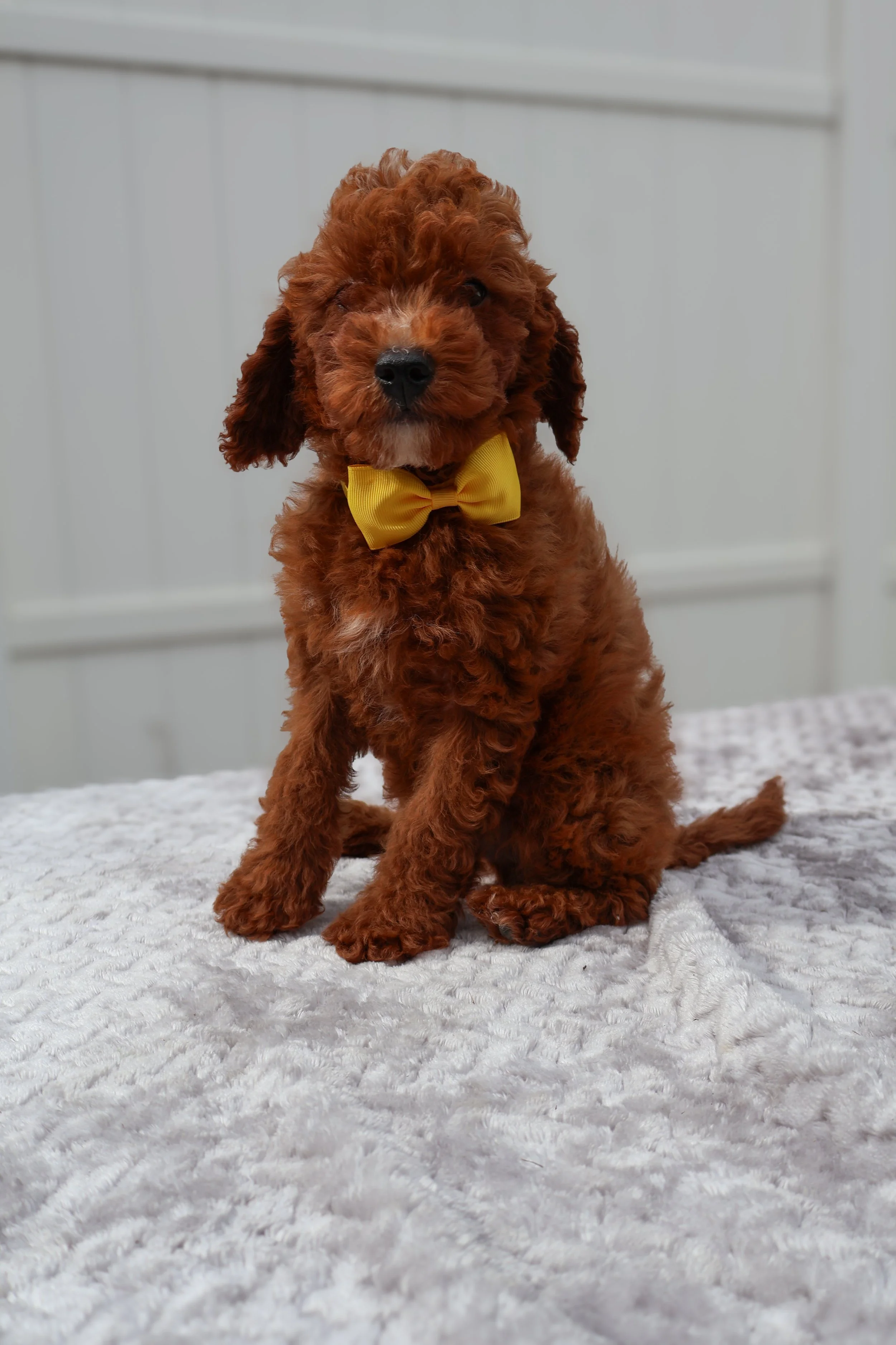 Marco – Male F1B Mini Goldendoodle