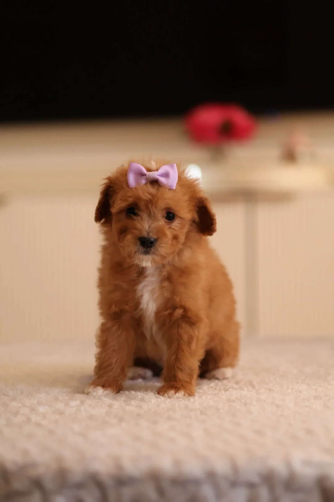 (F) Esme Mini F1BB Goldendoodle