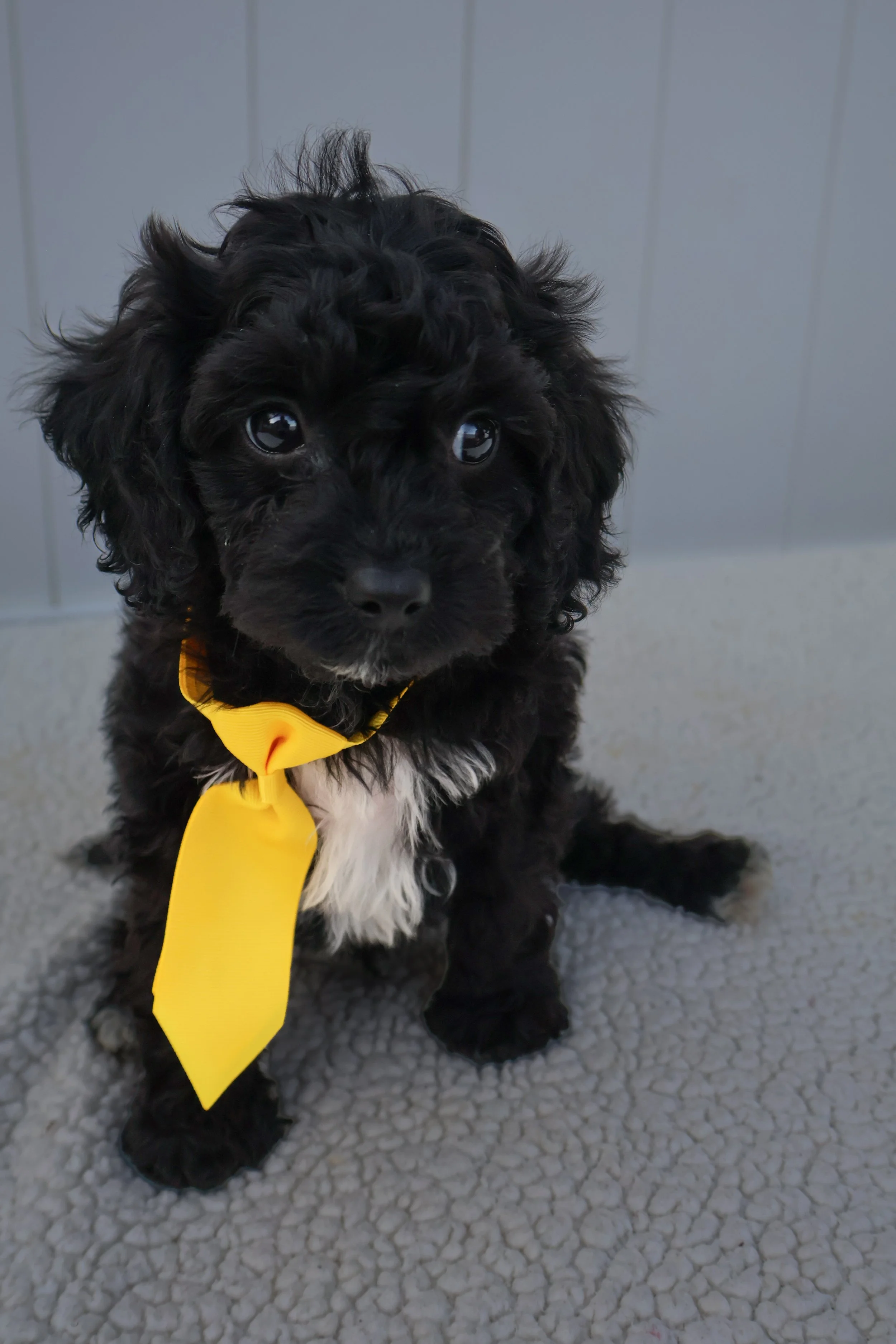 Guinness F1BB Mini Cavapoo (Male)