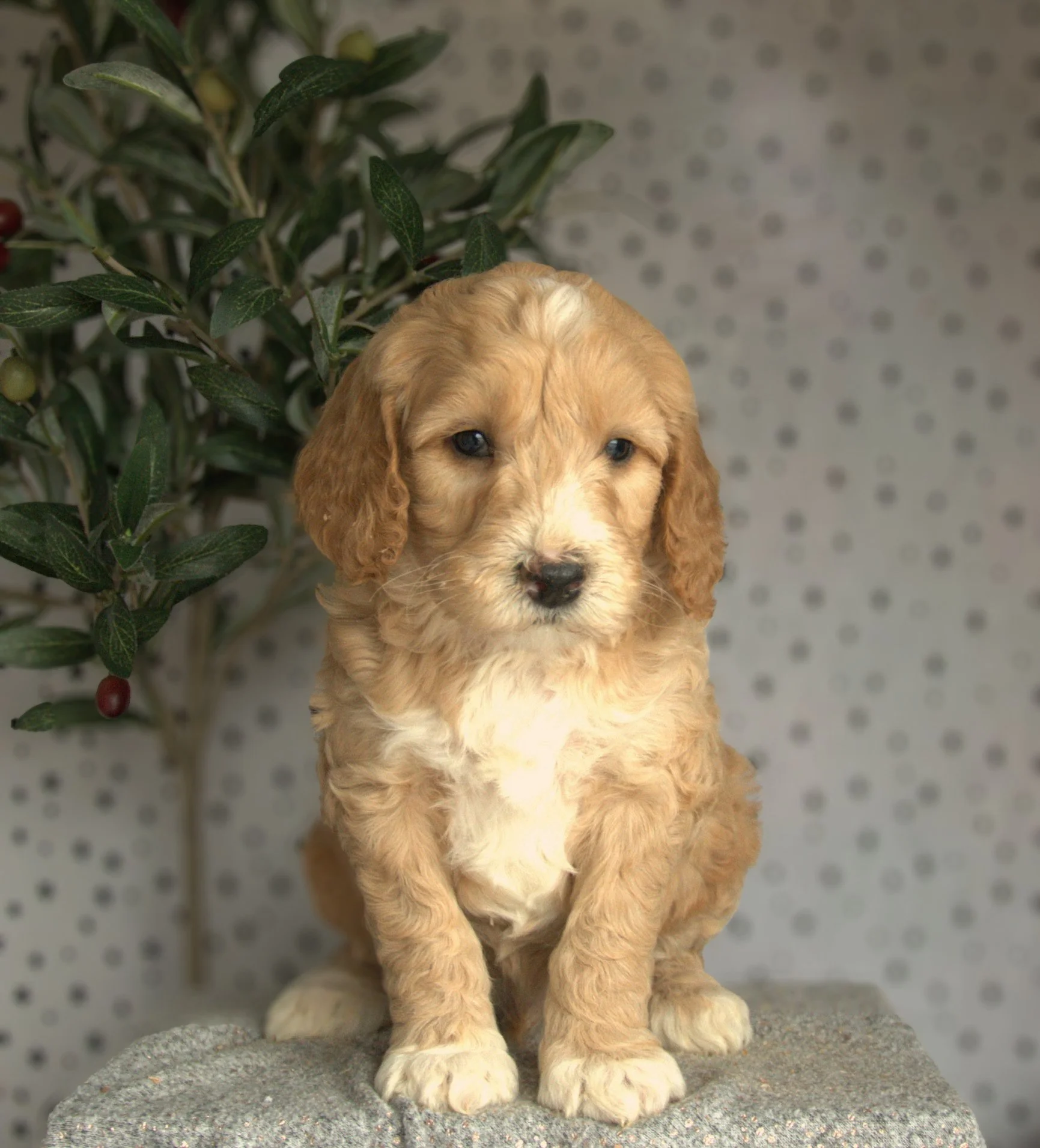 Buzz – Male F1B Standard Goldendoodle
