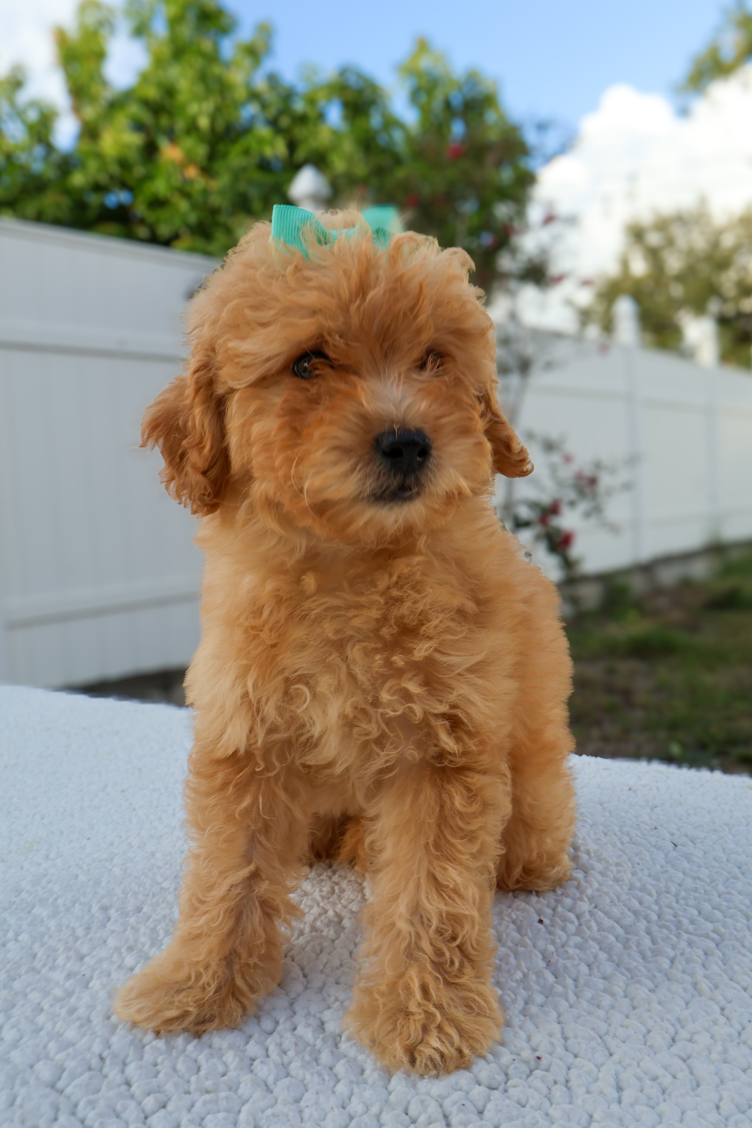 Millie  – F1BB Mini Goldendoodle (Female)