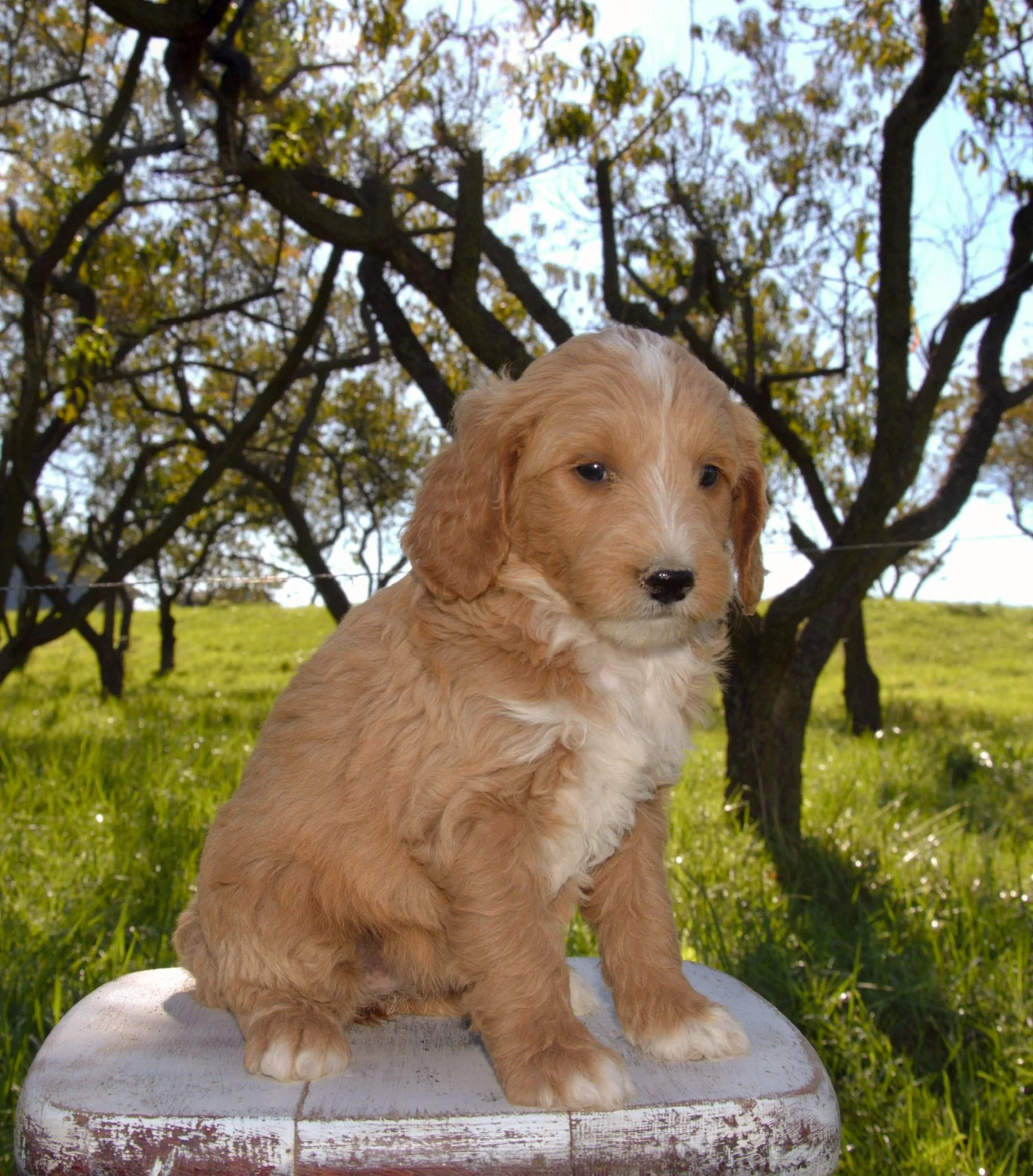 Sophia F1BB Standard Goldendoodle (F)