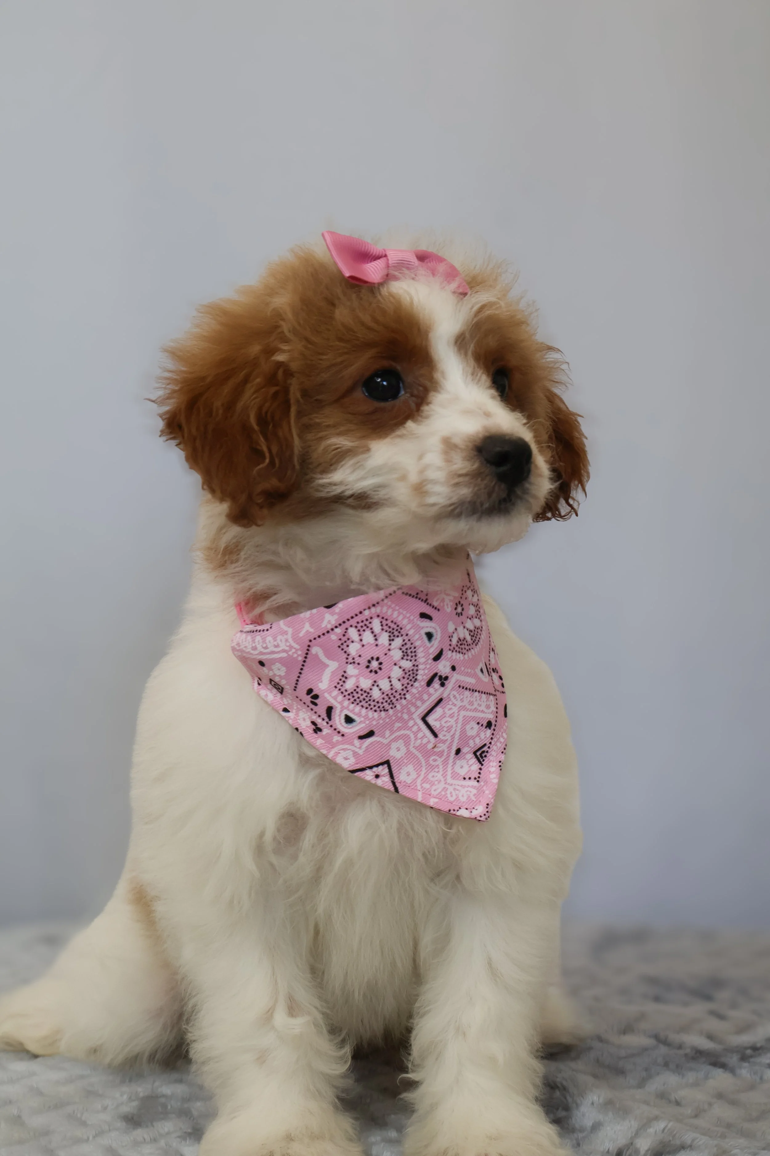 Bubbles – Female F1B Mini Goldendoodle