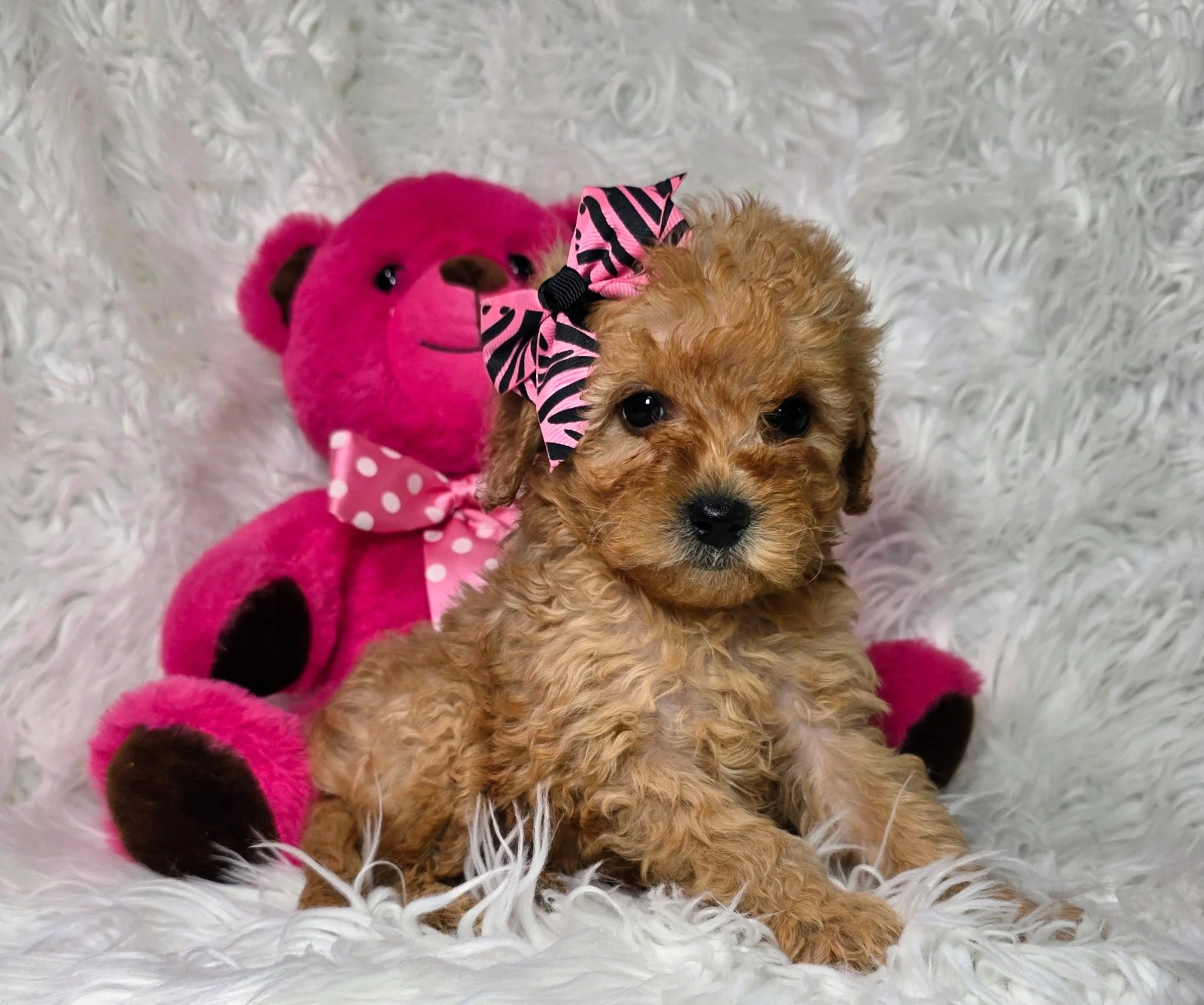 Mini Goldendoodle Texas