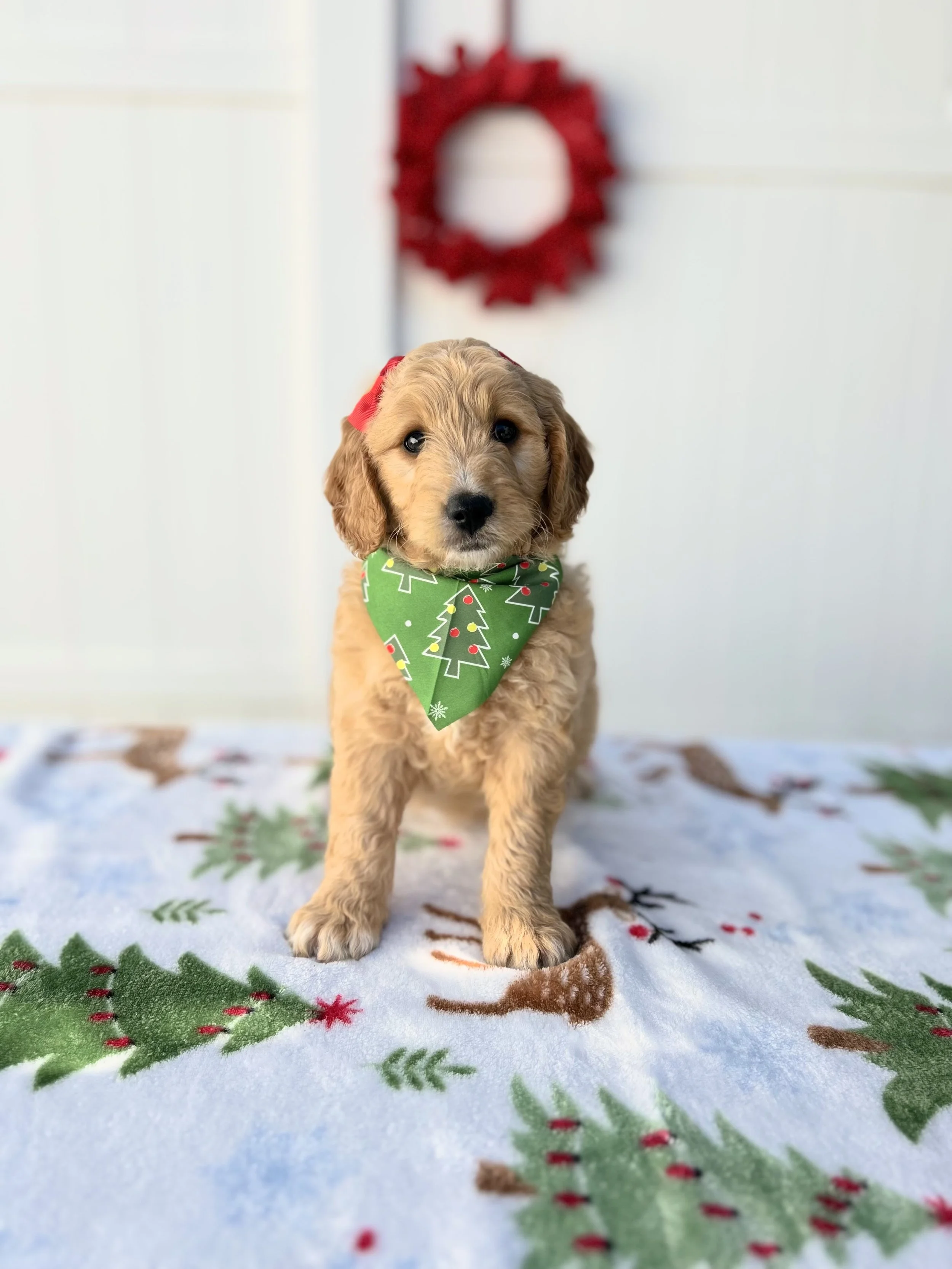 Winter (Going home with Angelia)