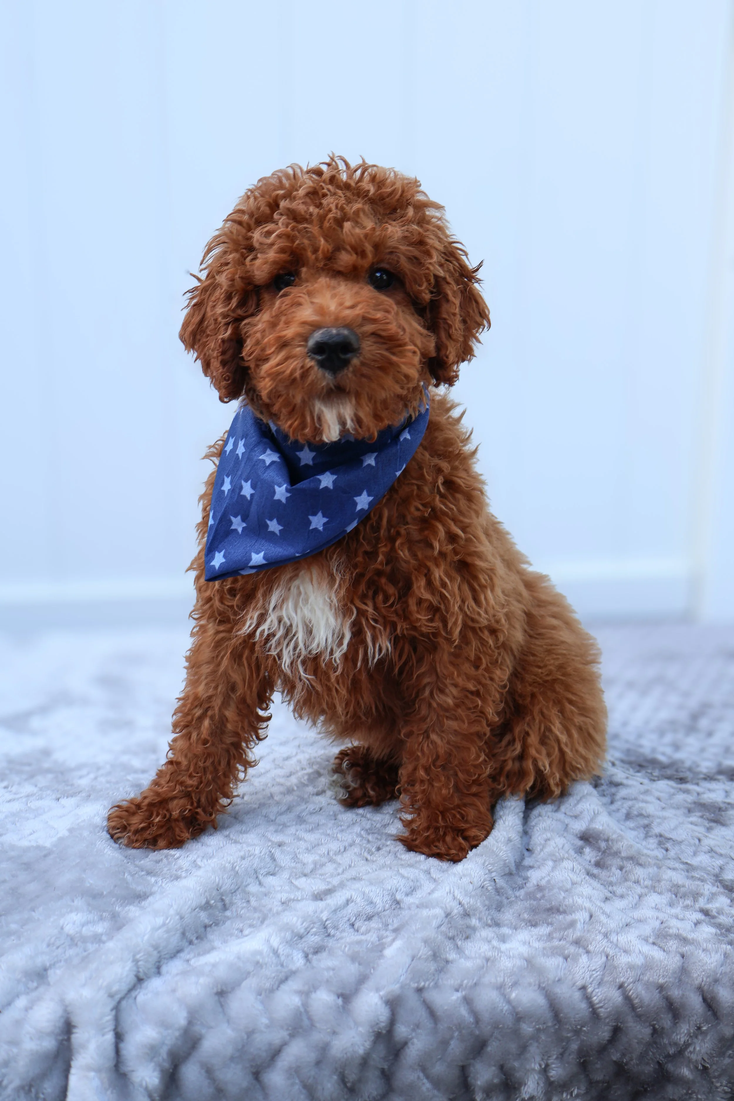 🌿 Kai – Male F1B Mini Goldendoodle