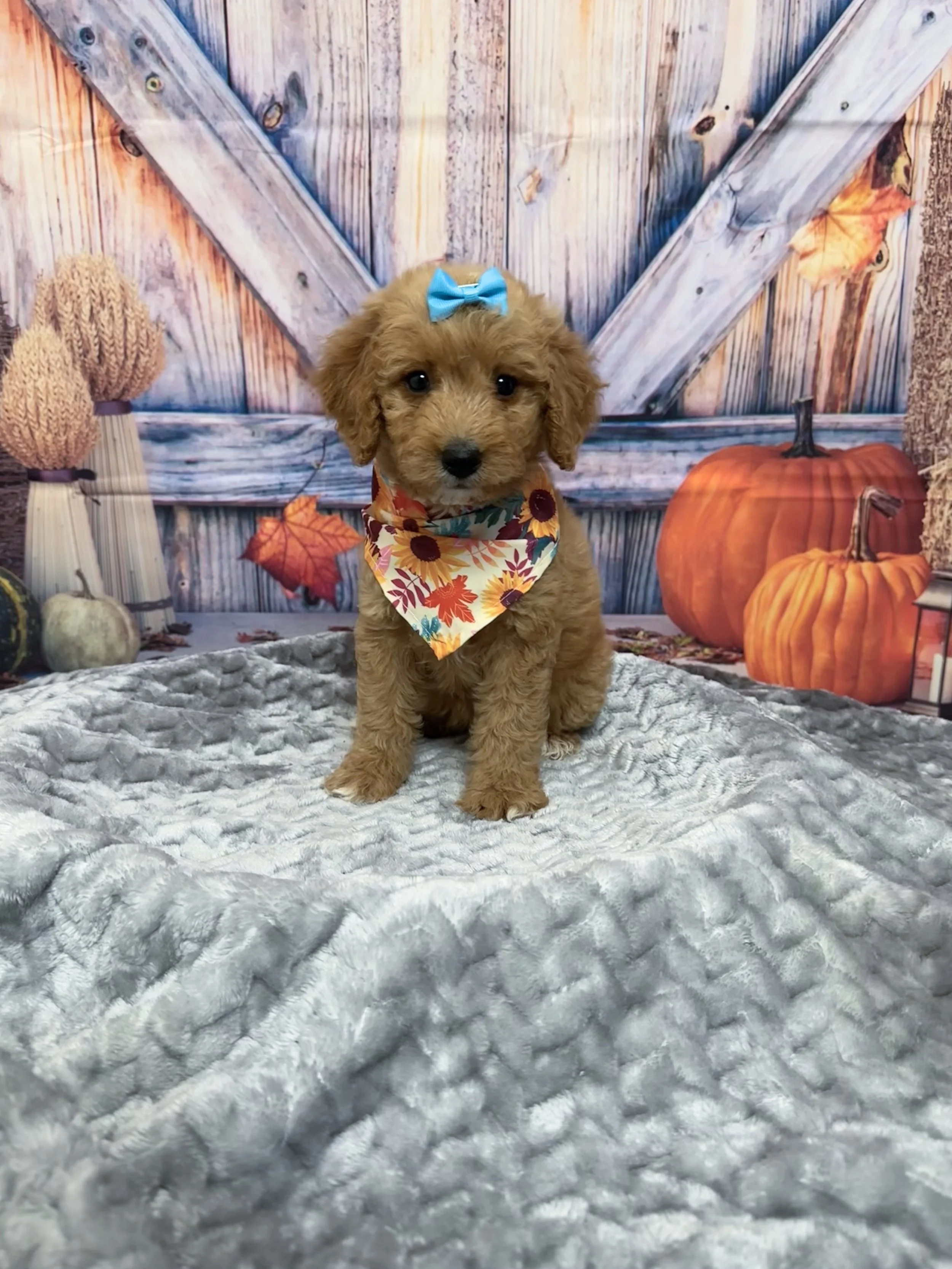 Autumn F1B Standard Goldendoodle (F)