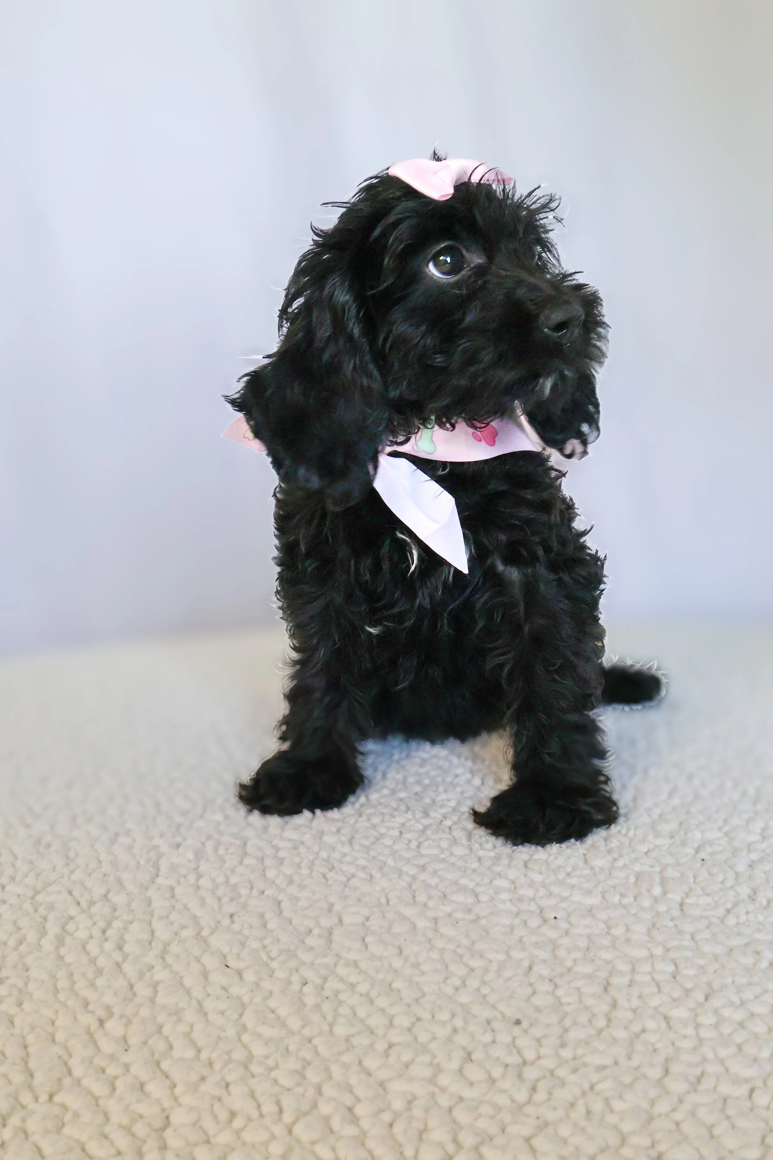 Rhea F1BB Mini Cavapoo (F)