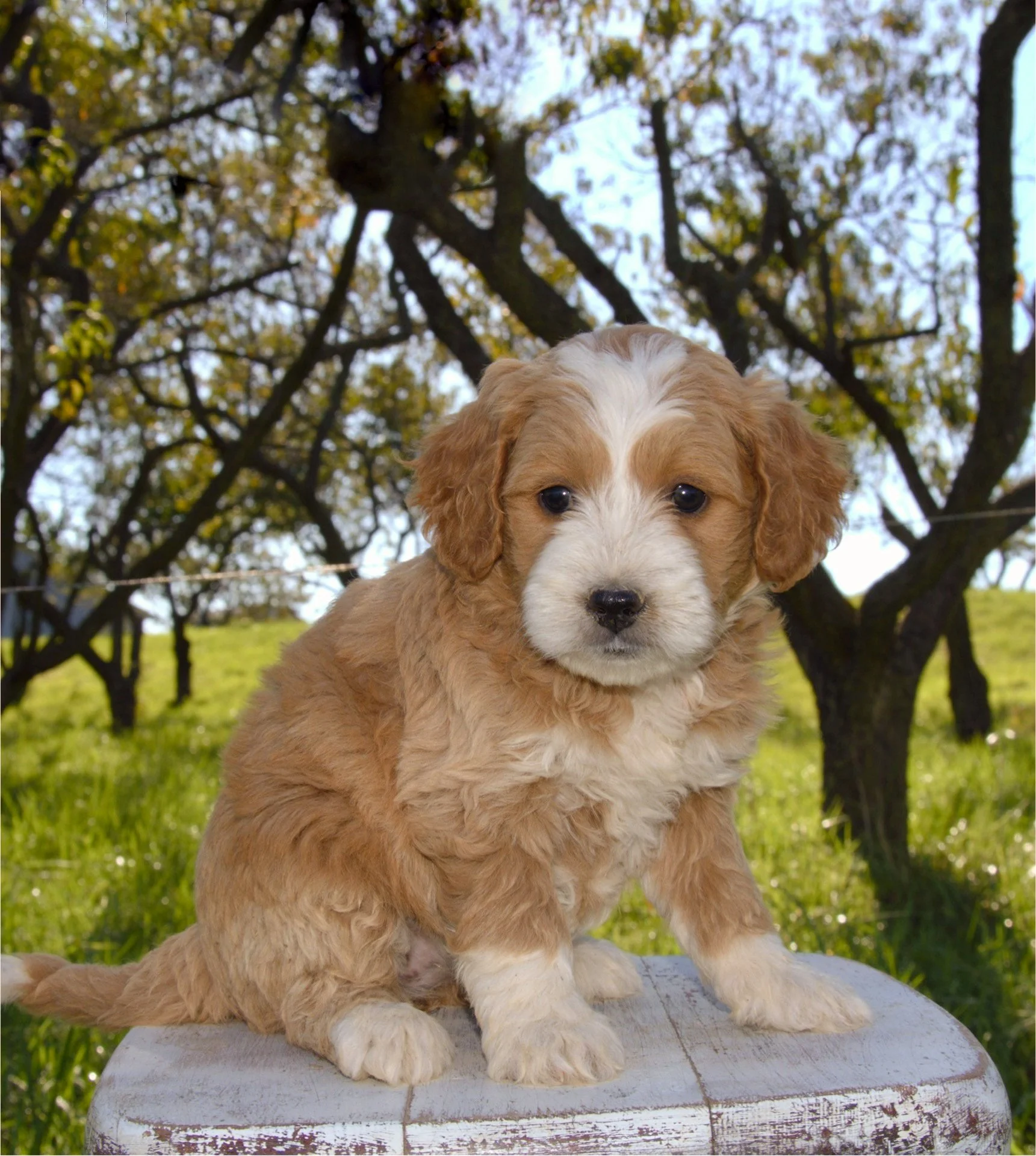 Willow F1BB Standard Goldendoodle (F)