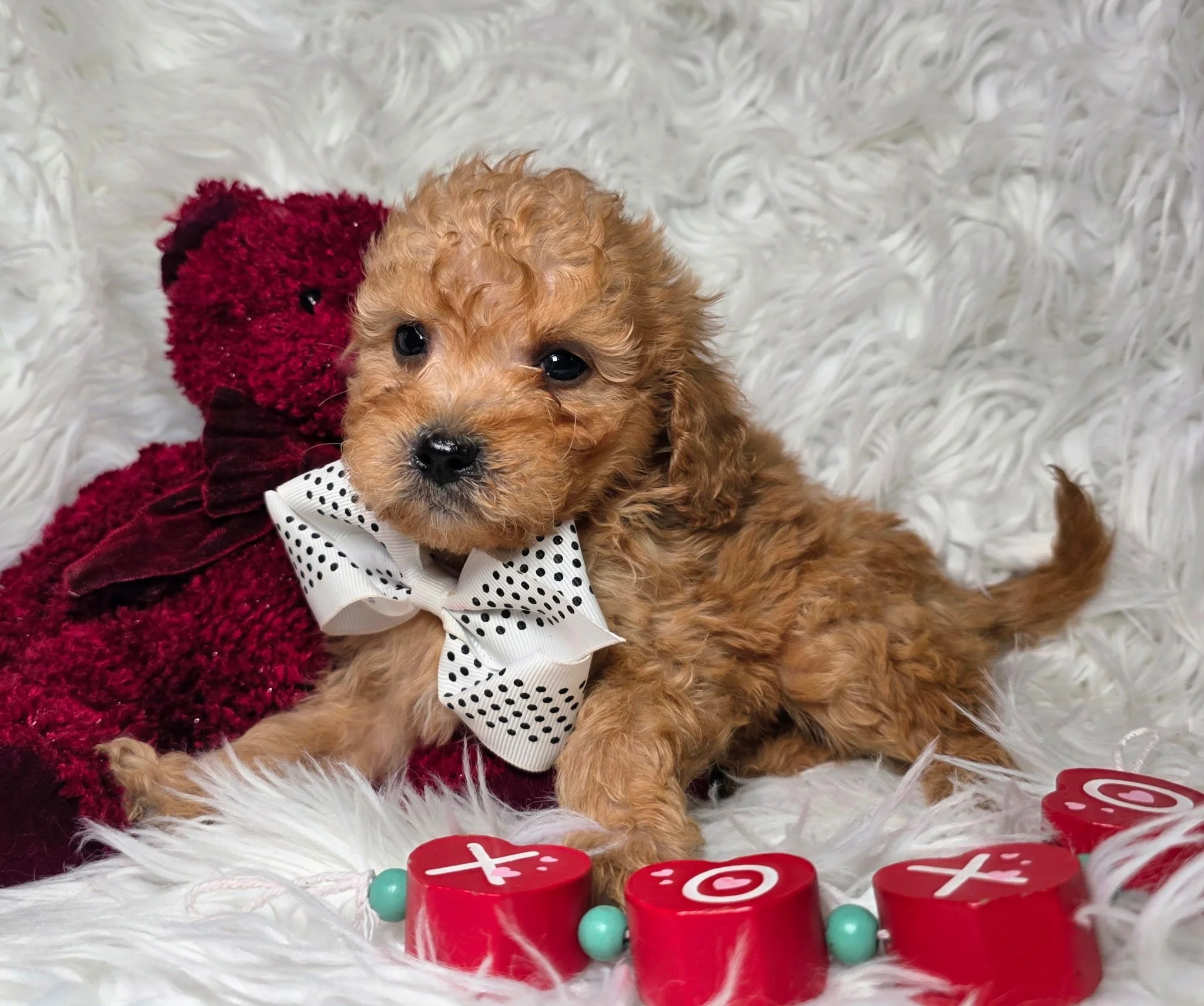 Mini Goldendoodle Tampa Florida