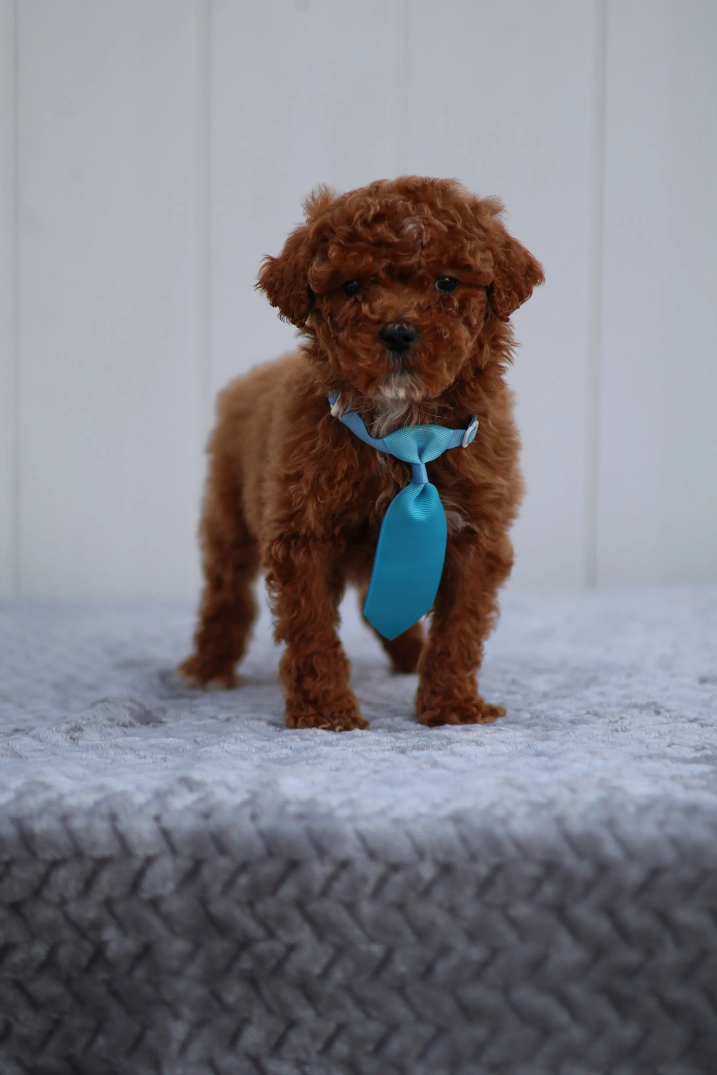 Sunny – Male F1B Mini Goldendoodle