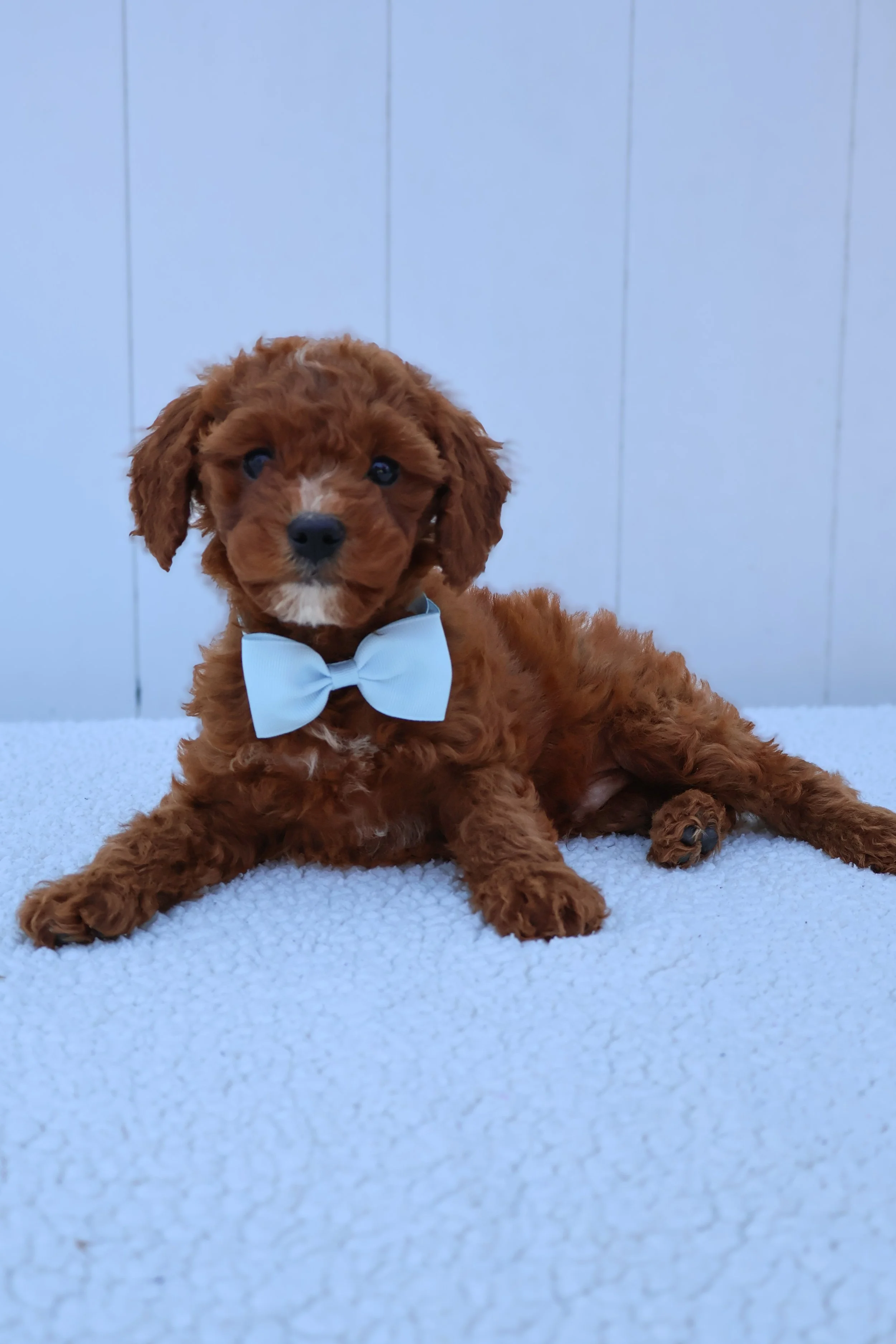 Marco – Male F1B Mini Goldendoodle