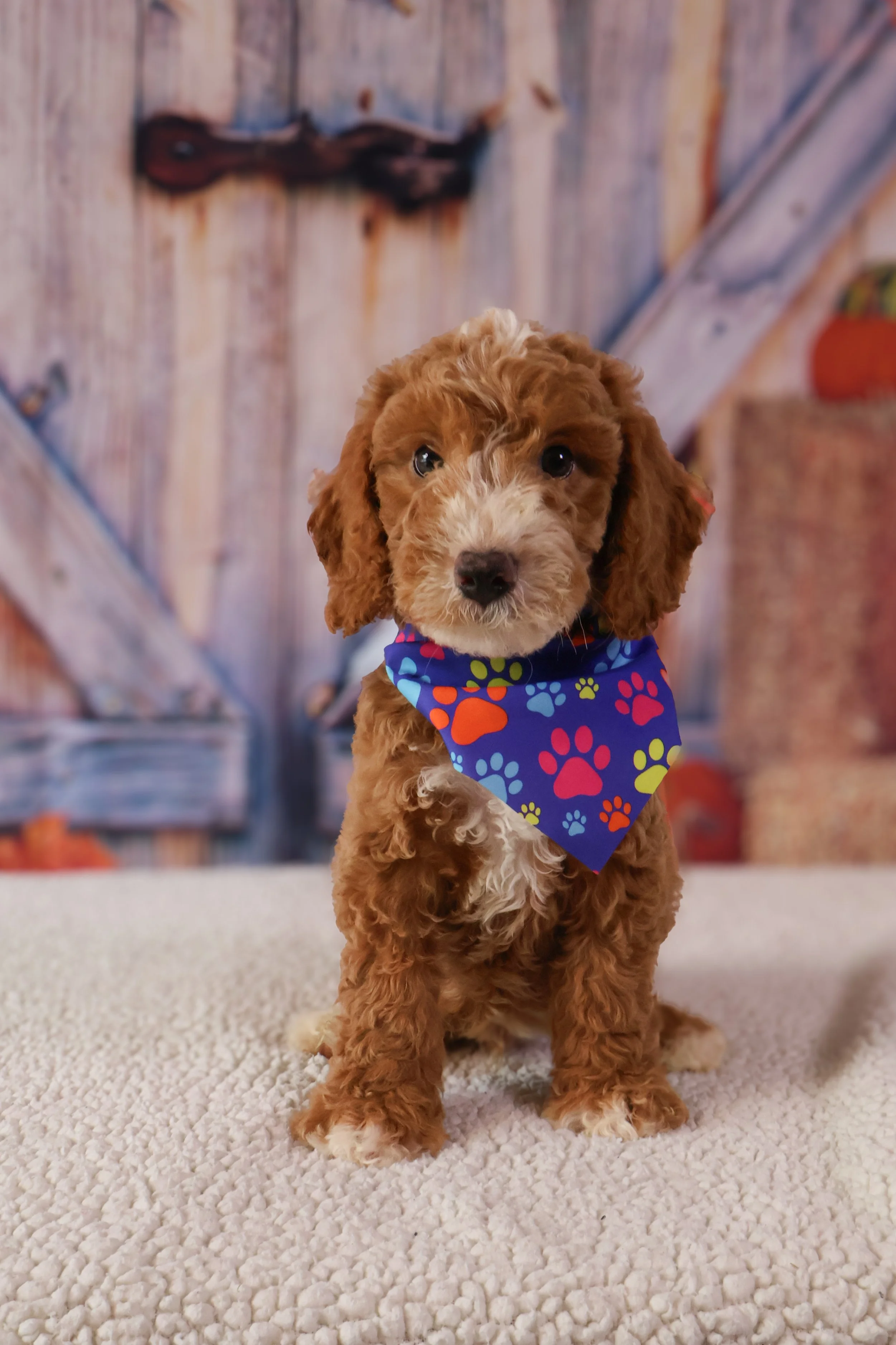 Remy  – F1B Mini Goldendoodle (Male)