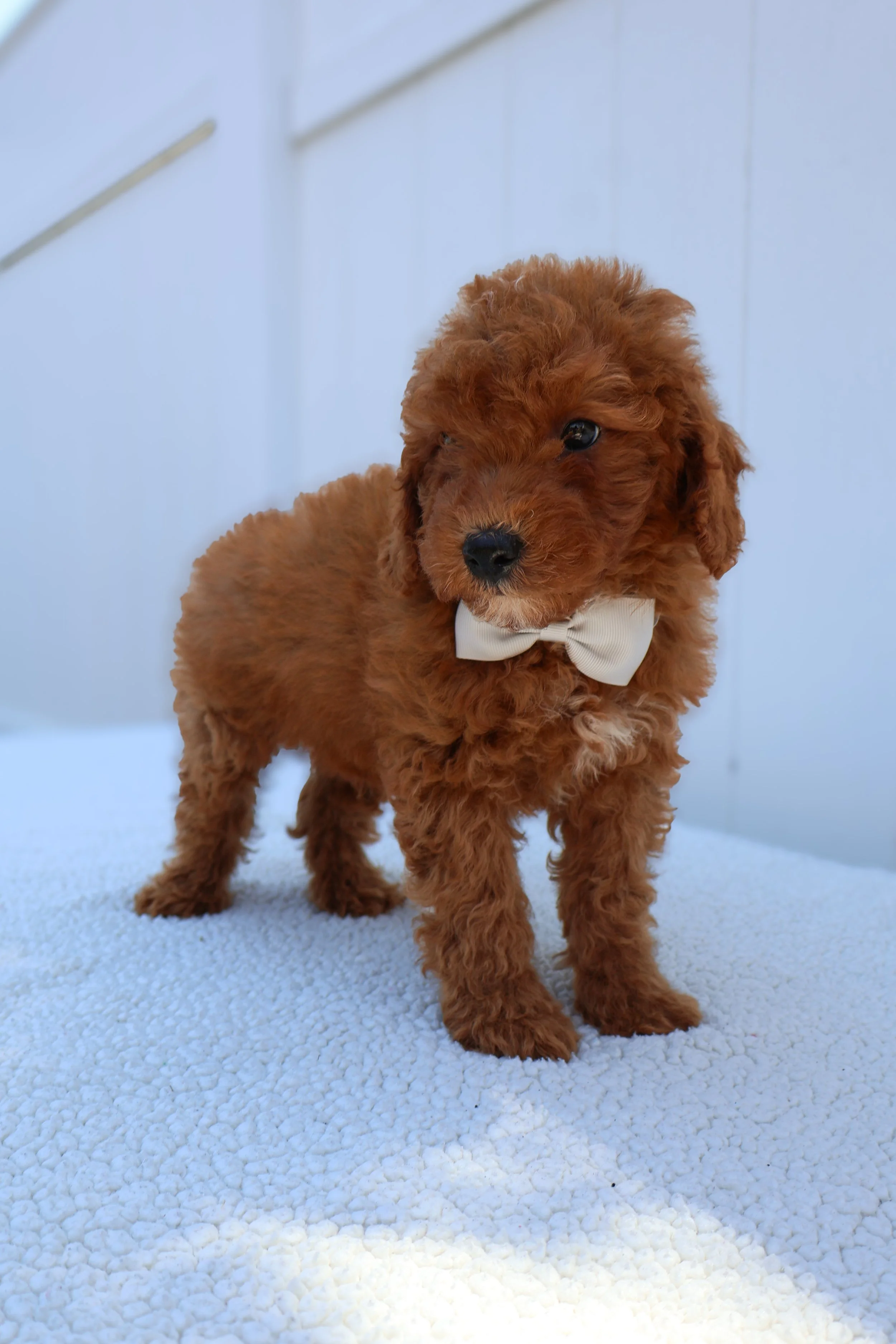 Ash – Male F1B Mini Goldendoodle