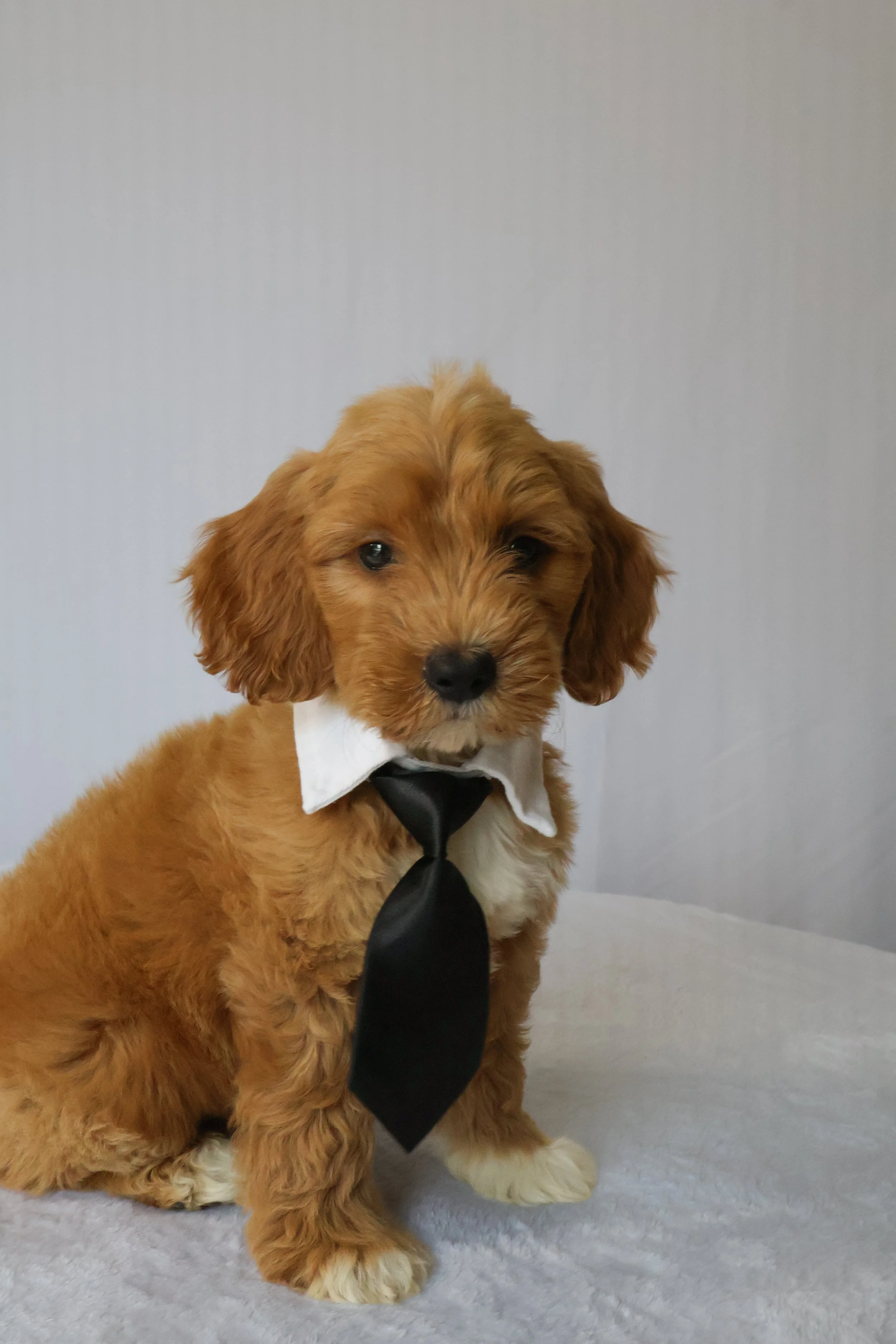 Bear - Male F1B Medium Goldendoodle