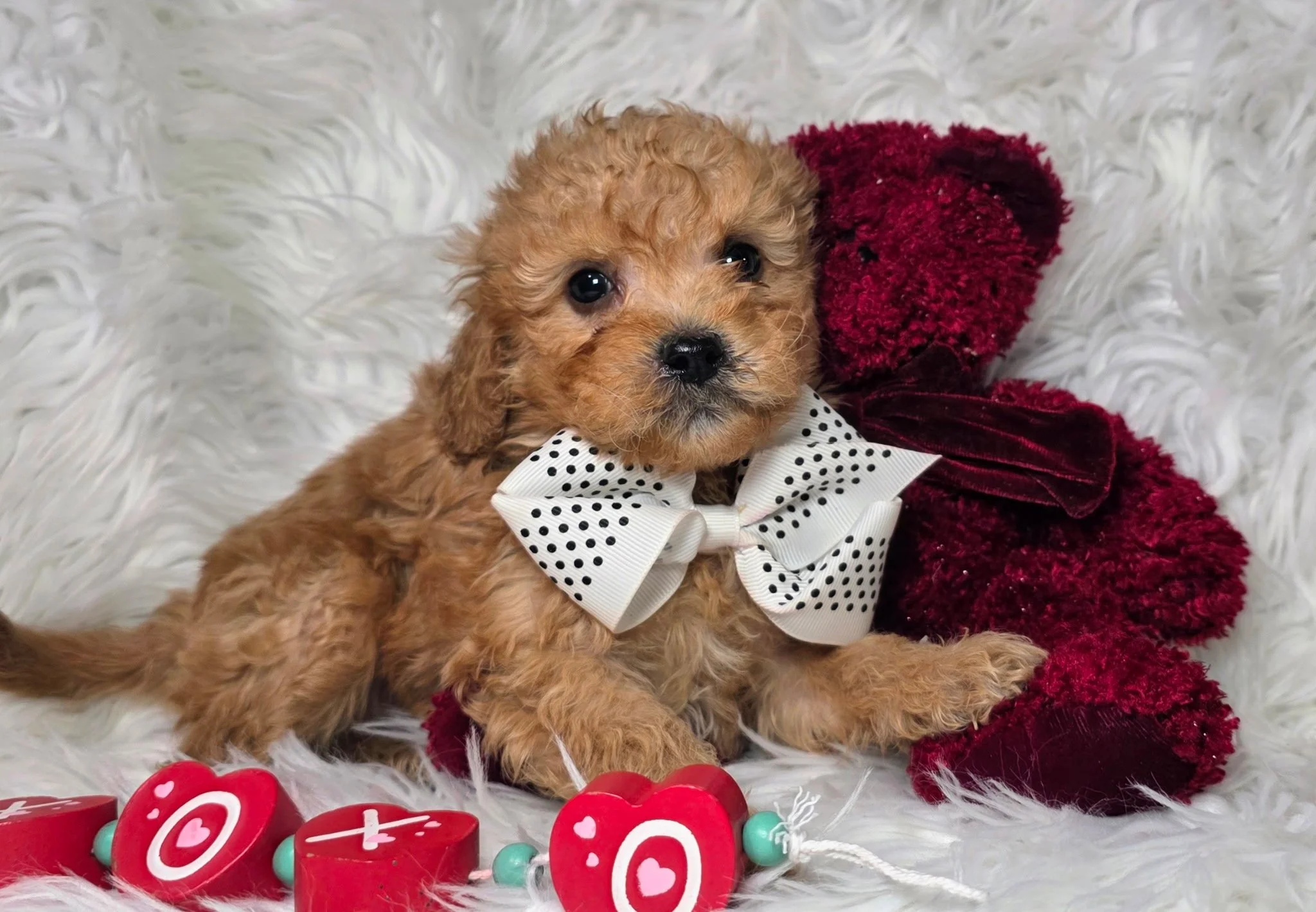 Mini Goldendoodle near me