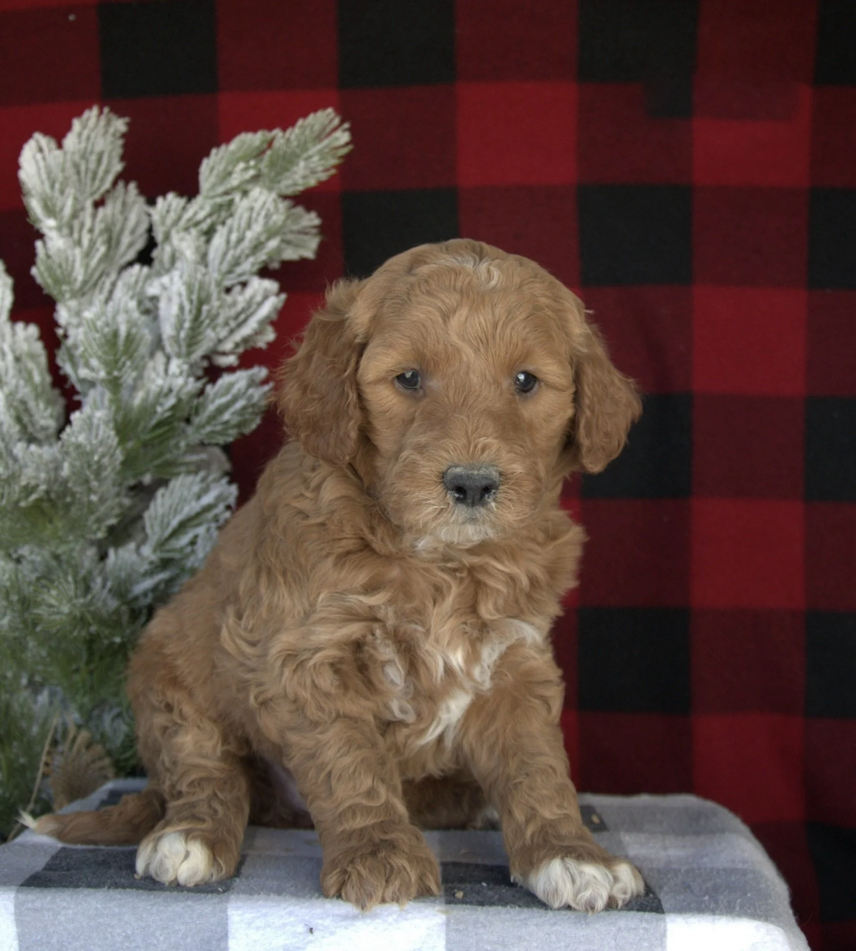 (F) Lulu F1B Standard Goldendoodle