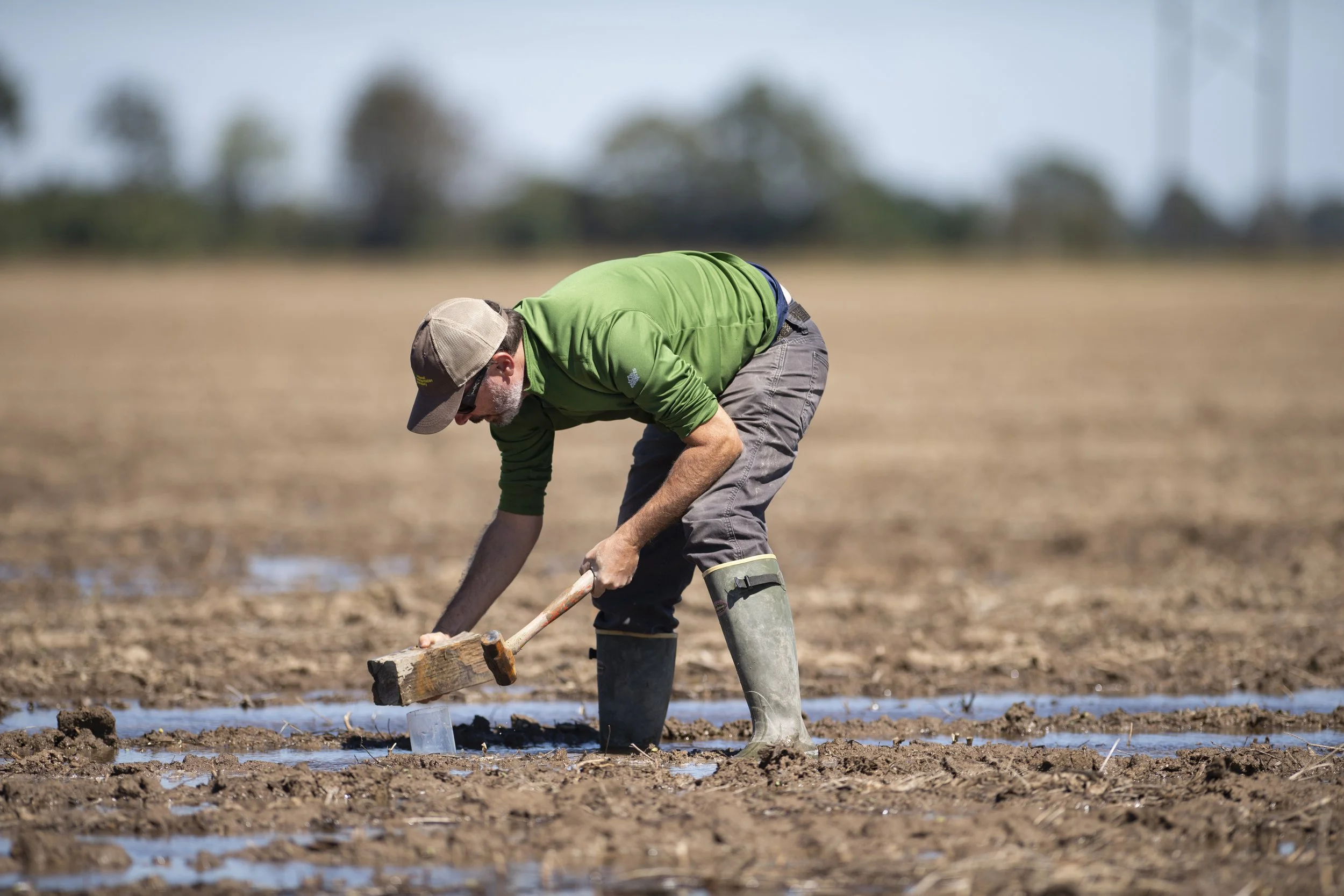 DWB Research Webinar: Shorebirds &amp; Farm Ecosystems