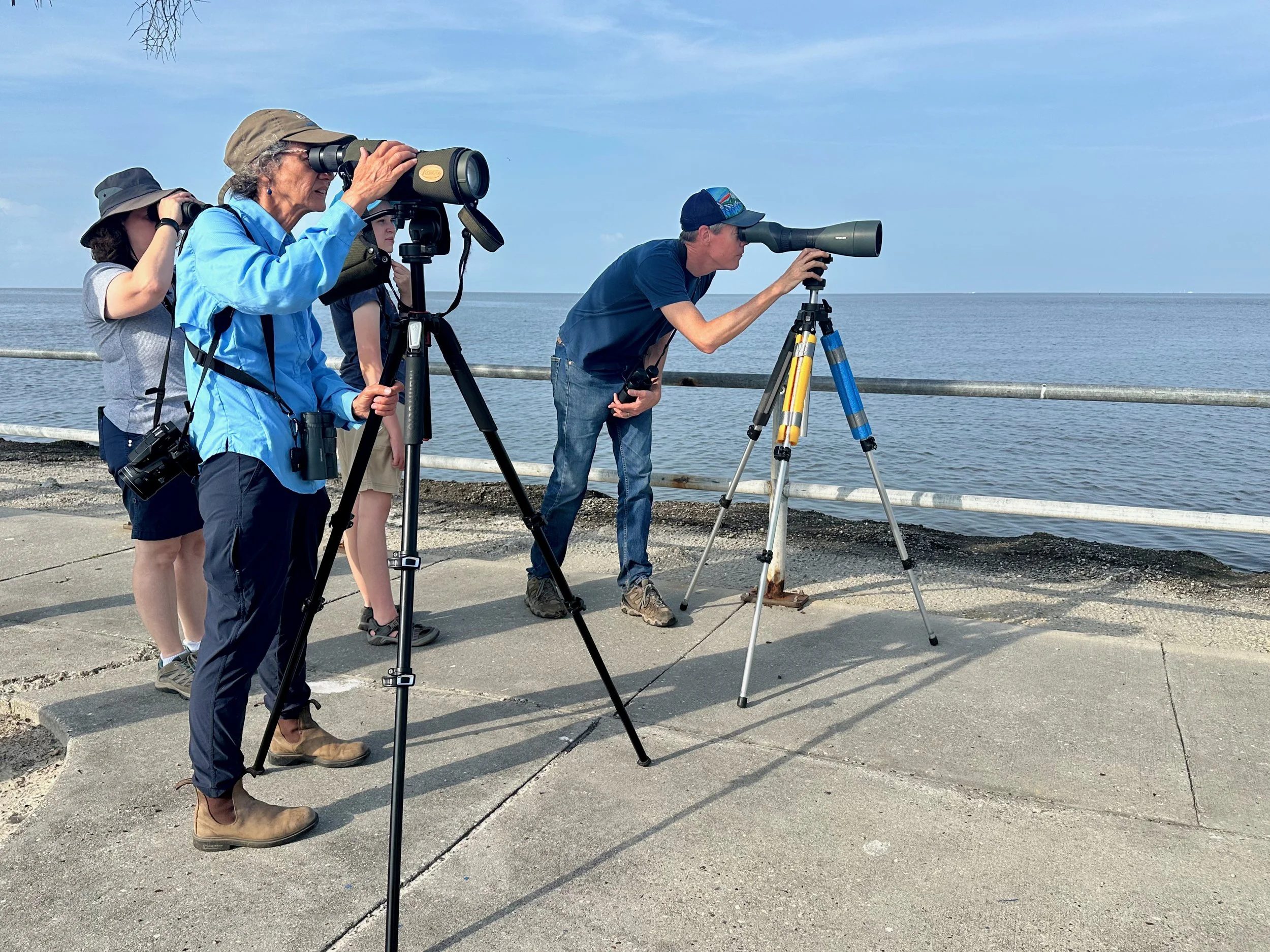 August Shorebird ID with Cullen Brown