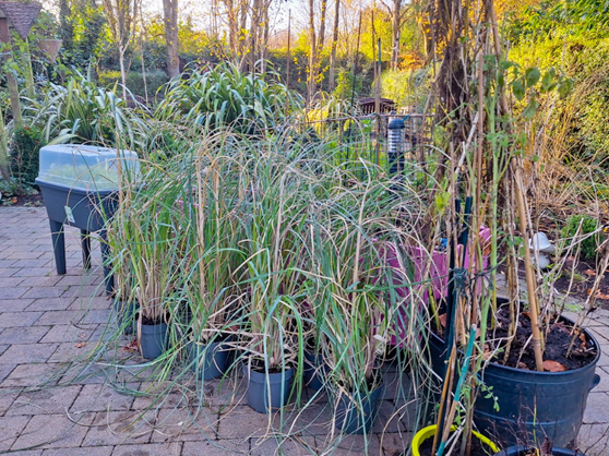 3 pampas grasses standing in the Towell House garden