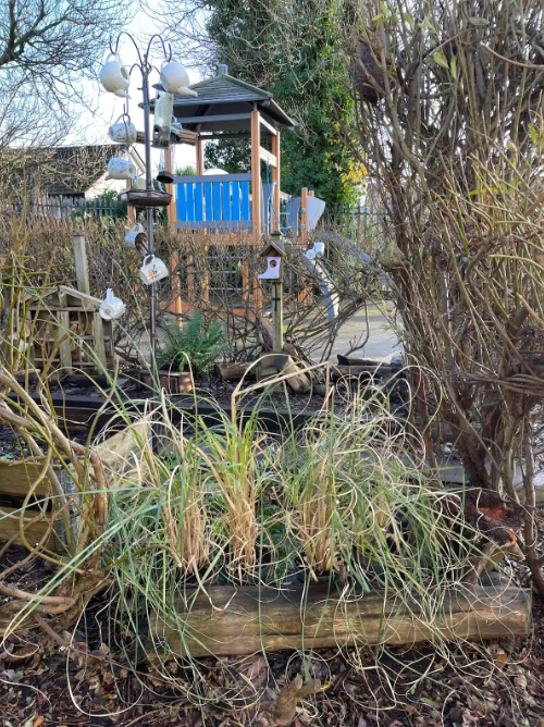 3 pampass plants in the garden of the Carryduff Playcare Centre