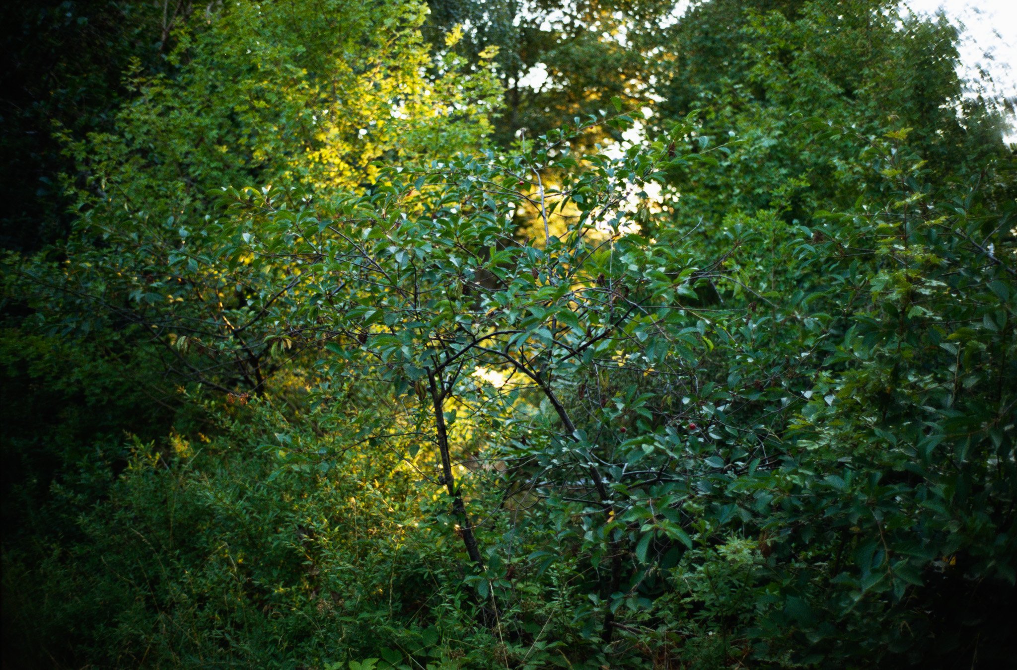 LeicaM7_Rulle1_25.jpg