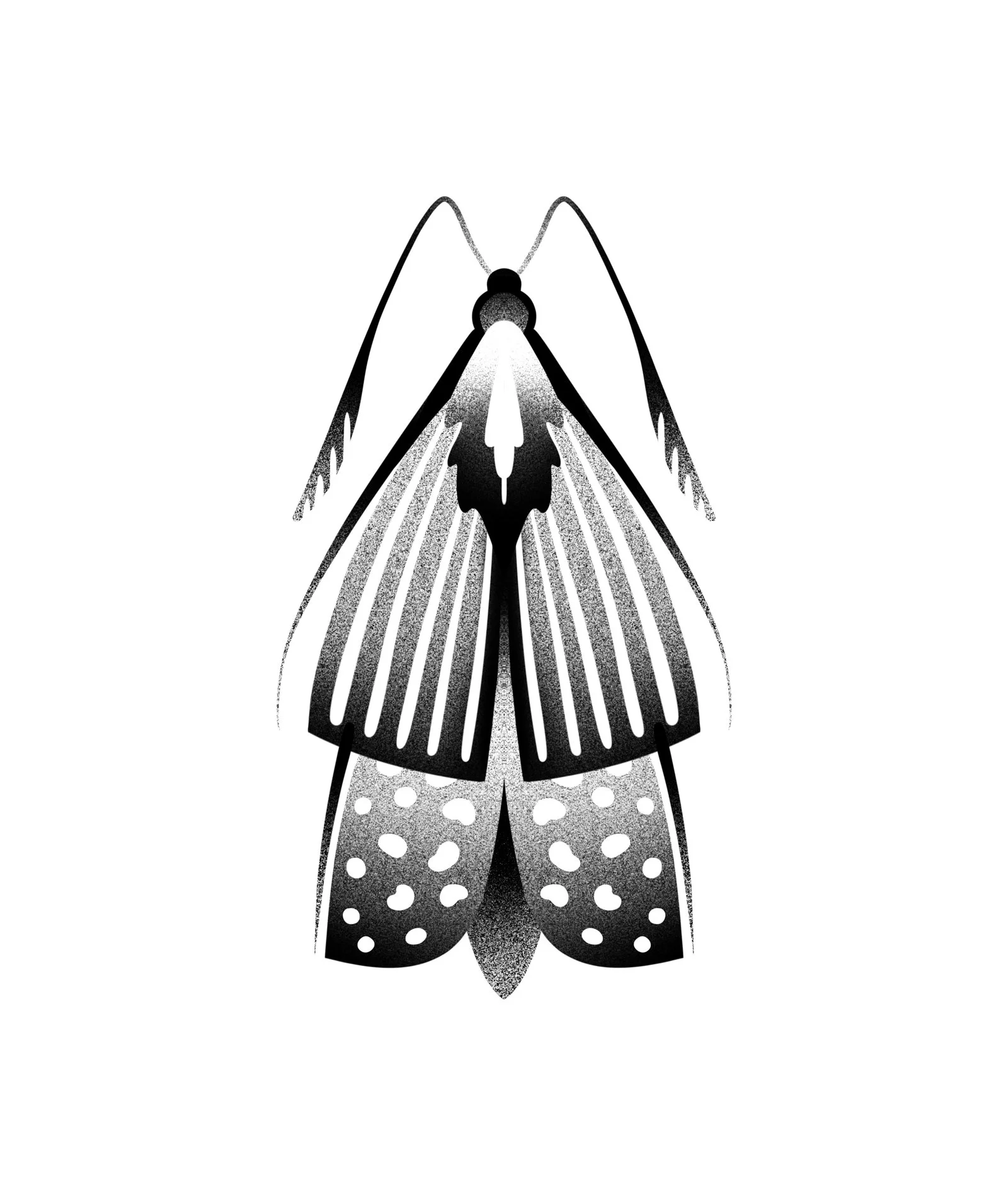 A black and white illustration of a moth with intricate patterns and dotted details on its wings. Stippling whip shading dotwork blackwork tattoo design flash.
