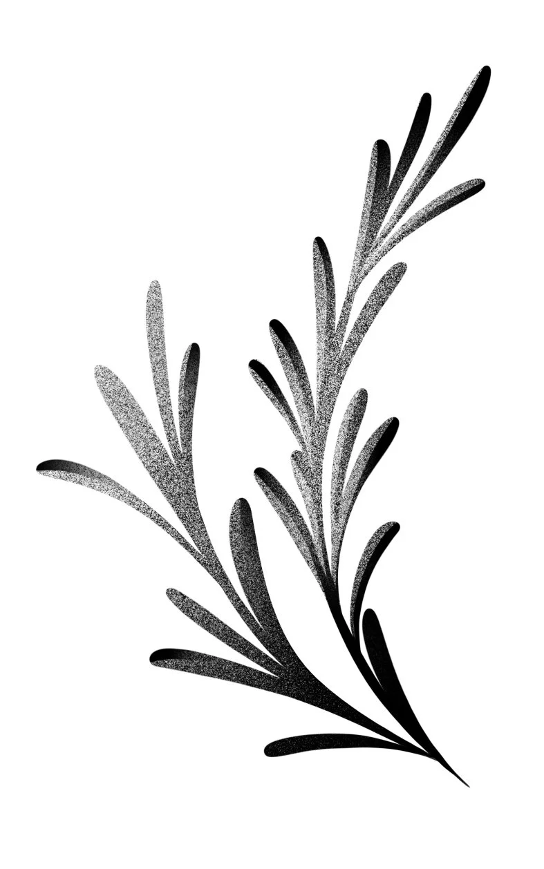 Black and gray botanical illustration of a sprig with elongated leaves on a white background. Stippling whip shading dotwork blackwork tattoo design flash.