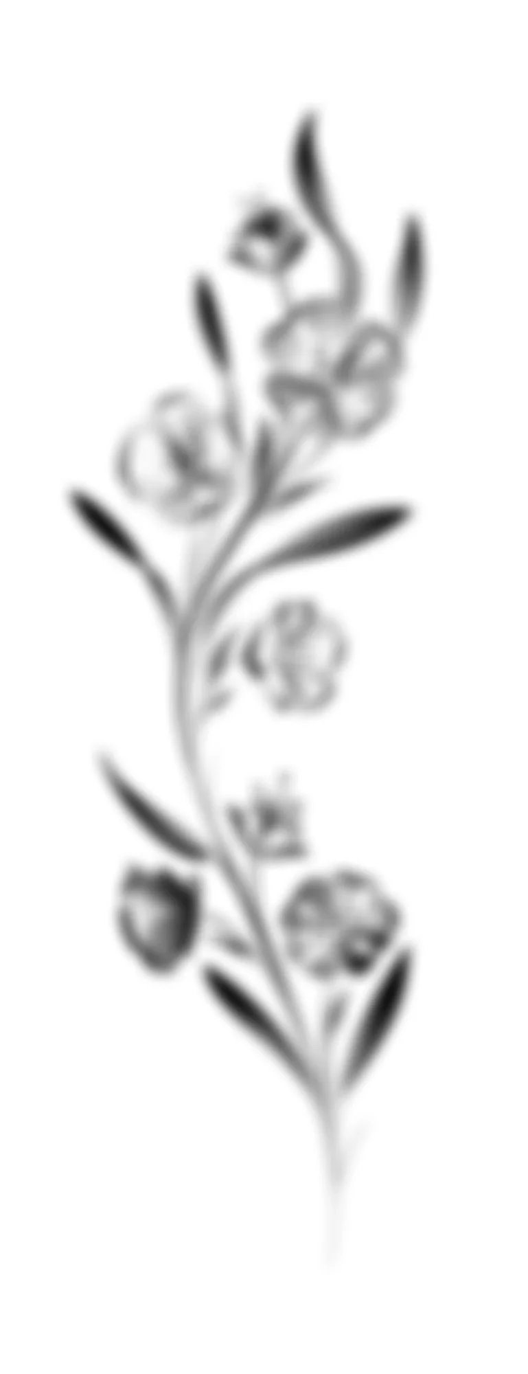 A black and white illustration of a flowering plant with multiple blossoms and elongated leaves.