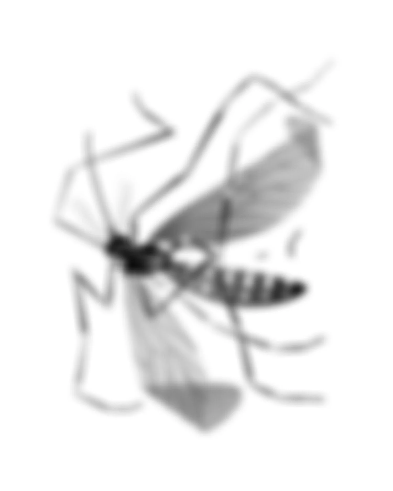 A black and white illustration of squished mosquito, with detailed wings and body parts. Stippling whip shading dotwork blackwork tattoo design flash.
