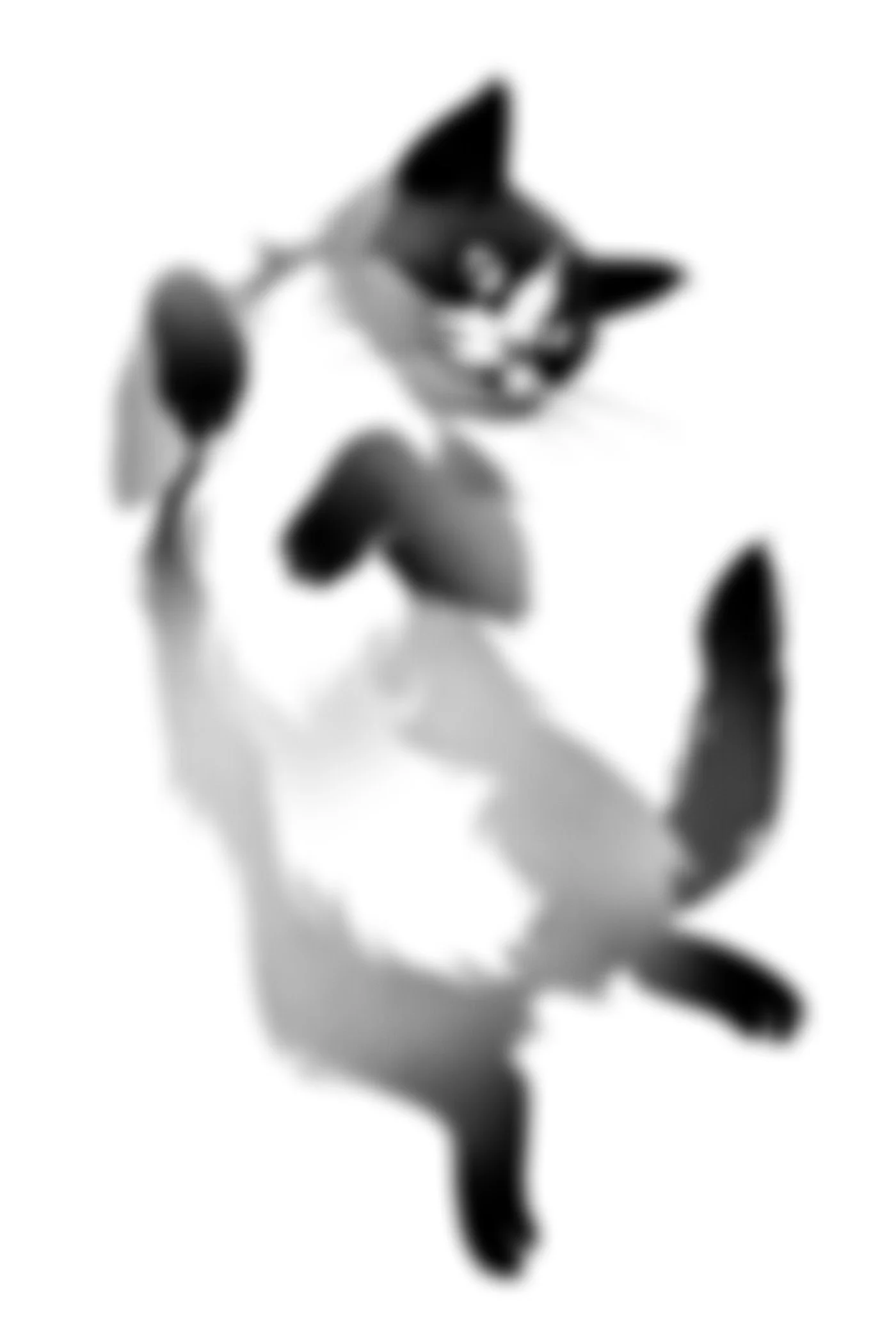 black and white illustration tattoo design of a cat jumping in the air,  קעקועים תל אביב שחור לבן אפור סטיפלינג דוטוורק
