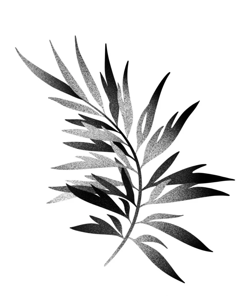 Black and white illustration of a leafy plant with elongated leaves.