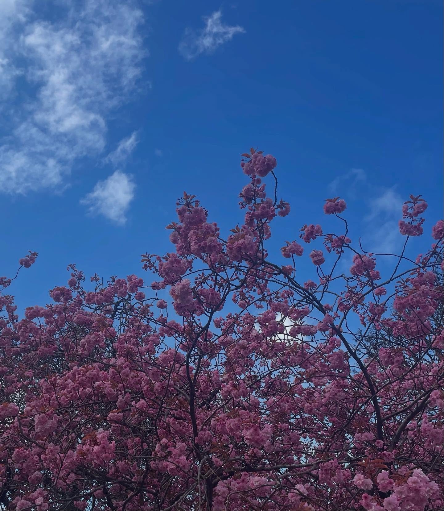 Blossom 🌸