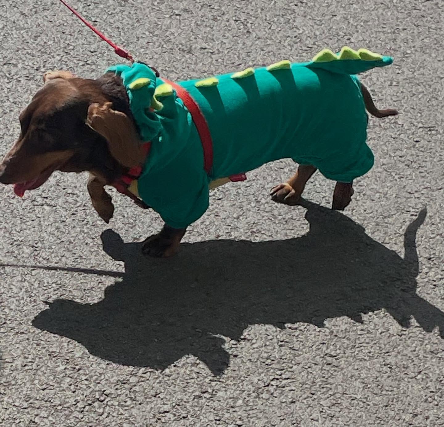 @spainexplore @dogsofinstagram