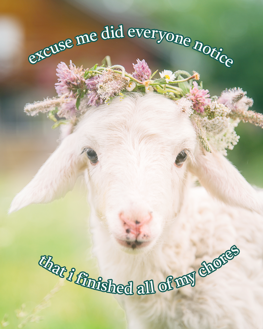 whimsy meme 1.png