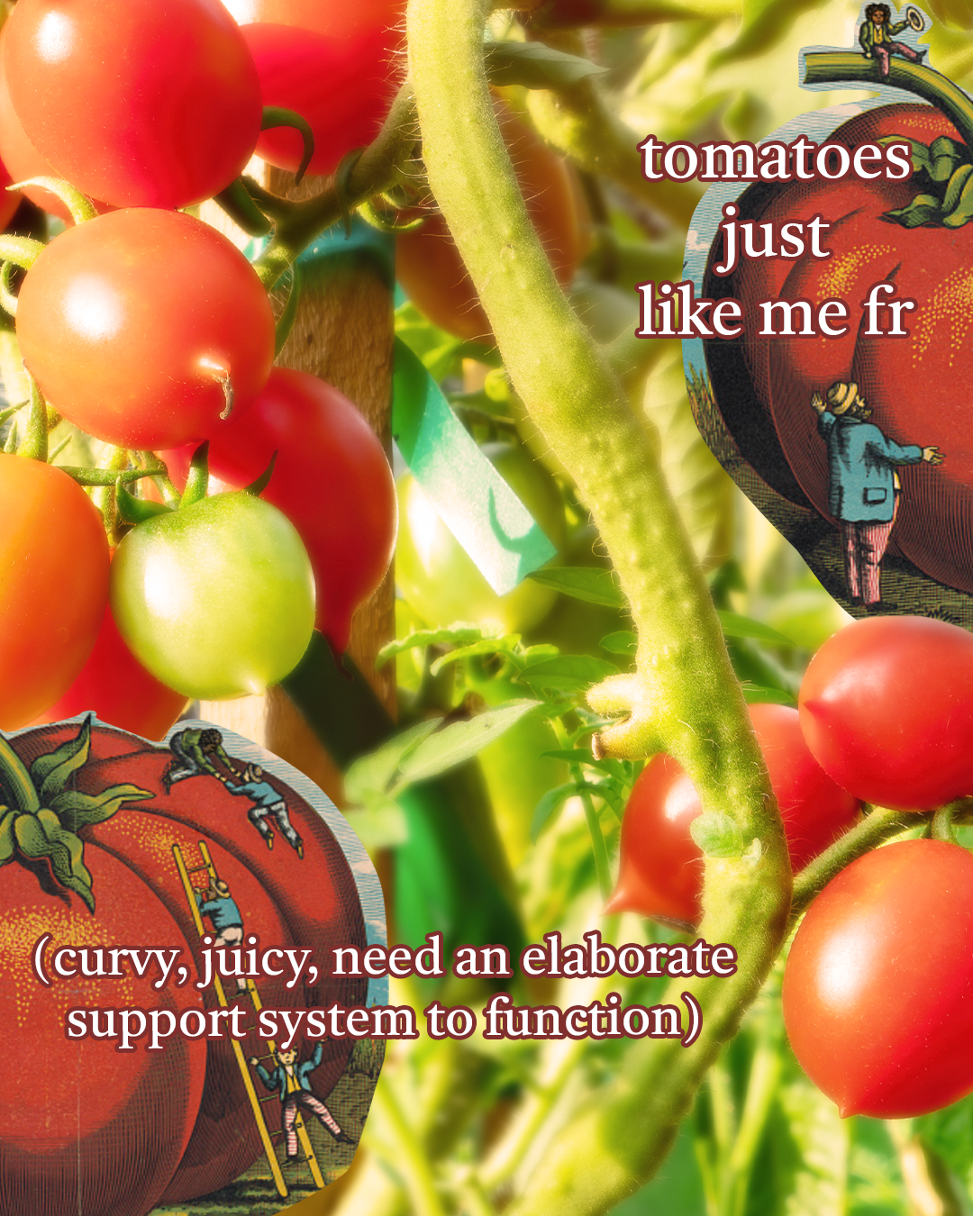 i'm a tomato meme.png