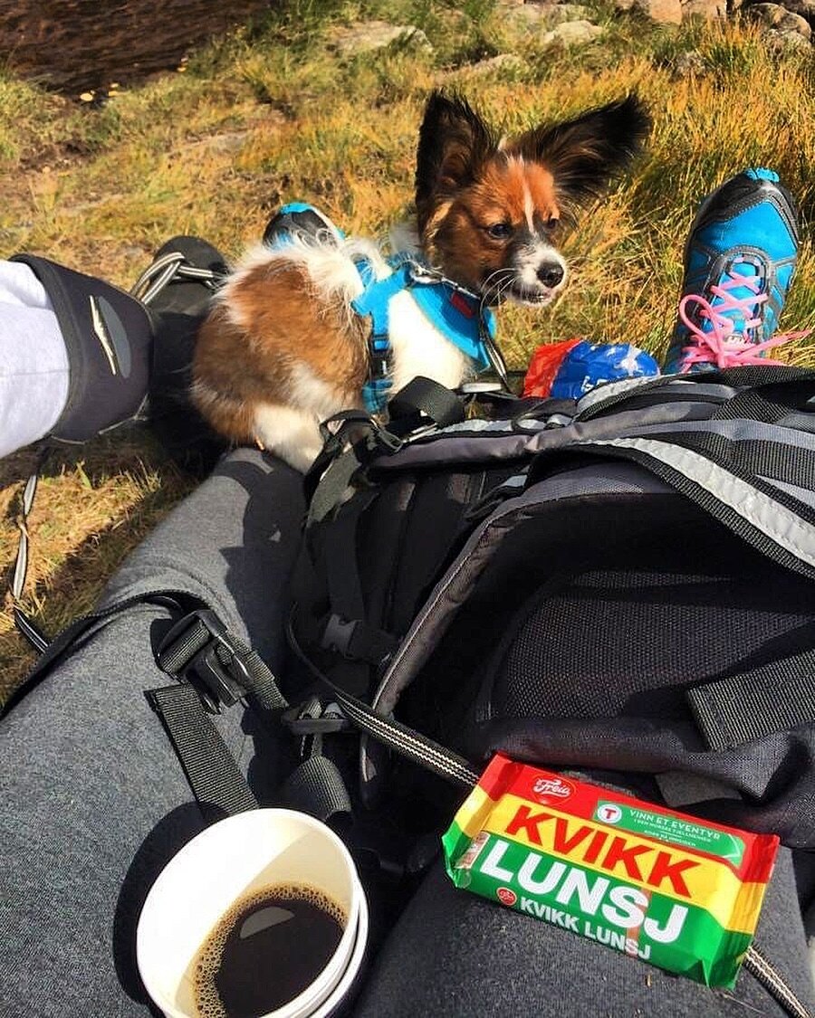 Det hunden gj&oslash;r ofte blir den bra p&aring;! 🤩🌟
👉 Dette gjelder uansett om det er ting du vil hunden skal gj&oslash;re (😇) eller ting du ikke vil (😈) at hunden skal gj&oslash;re. 

Skaper du gode vaner i hverdagen s&aring; blir livet ditt 